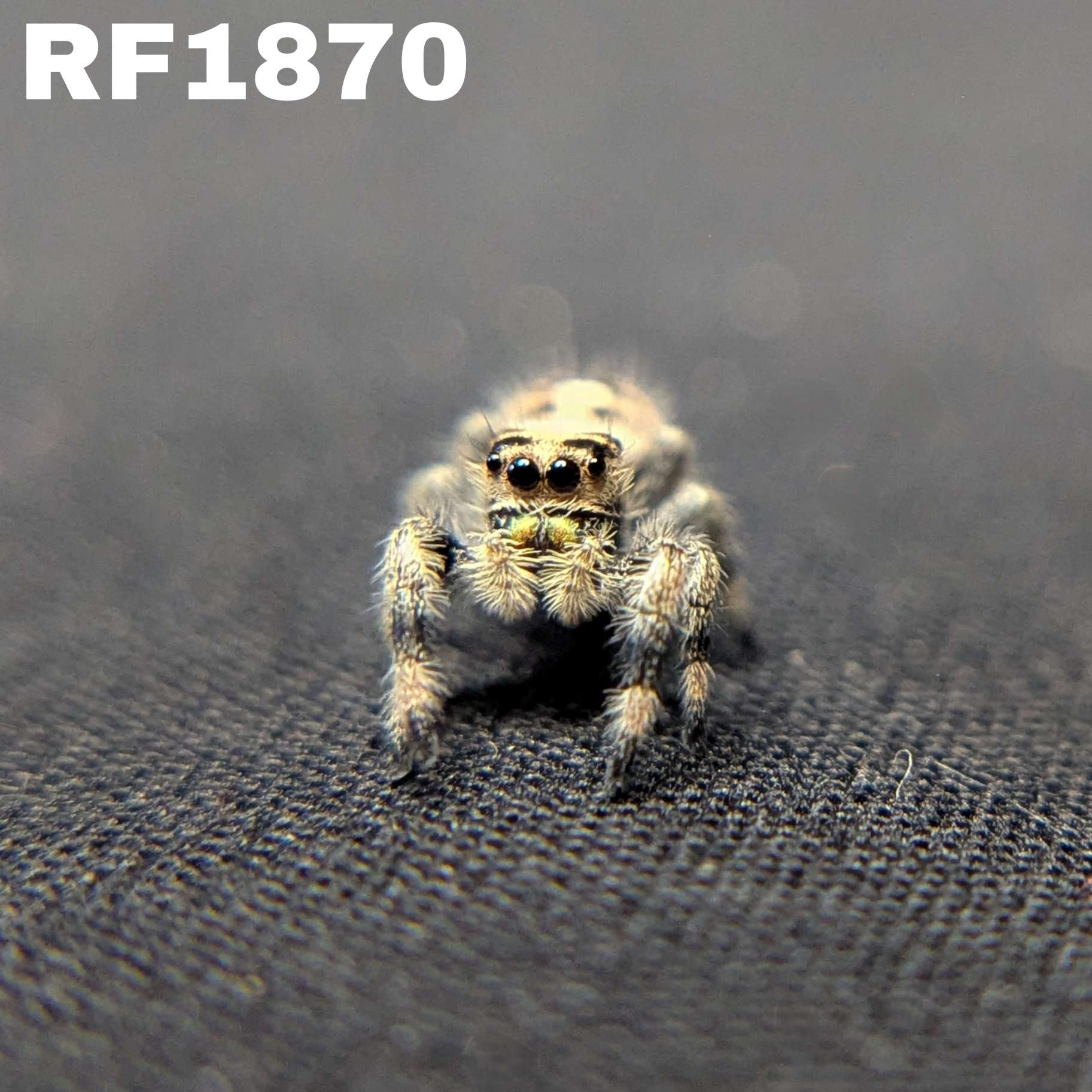 Regal Jumping Spider "Sunset"