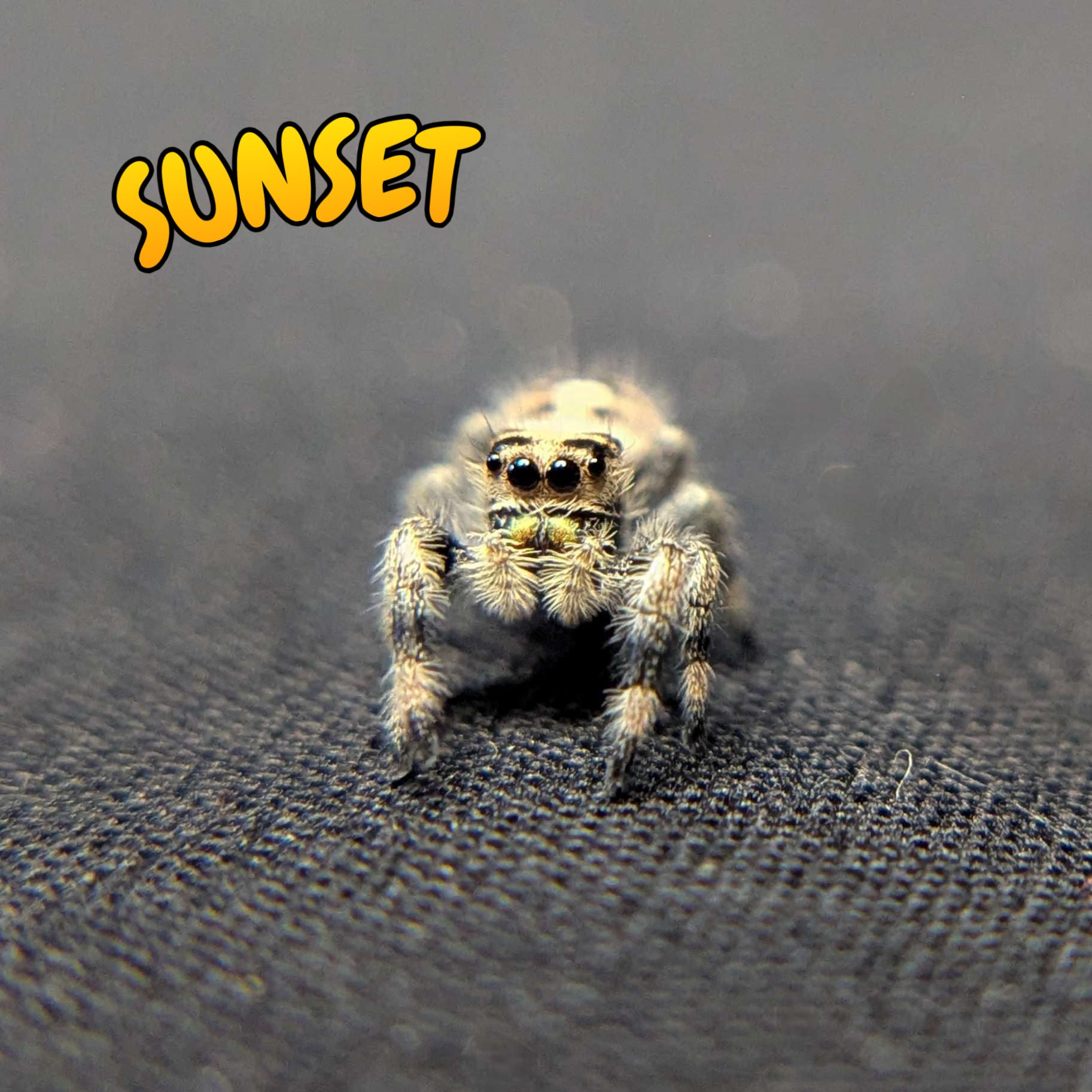 Regal Jumping Spider "Sunset"