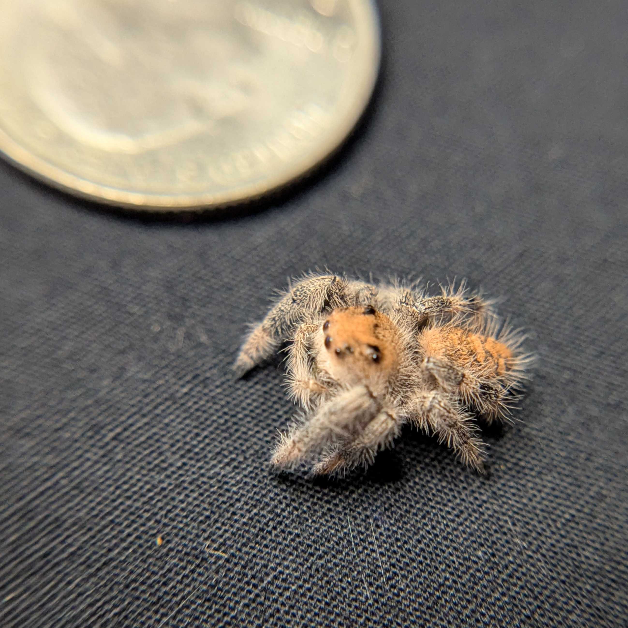 Regal Jumping Spider "Melody"