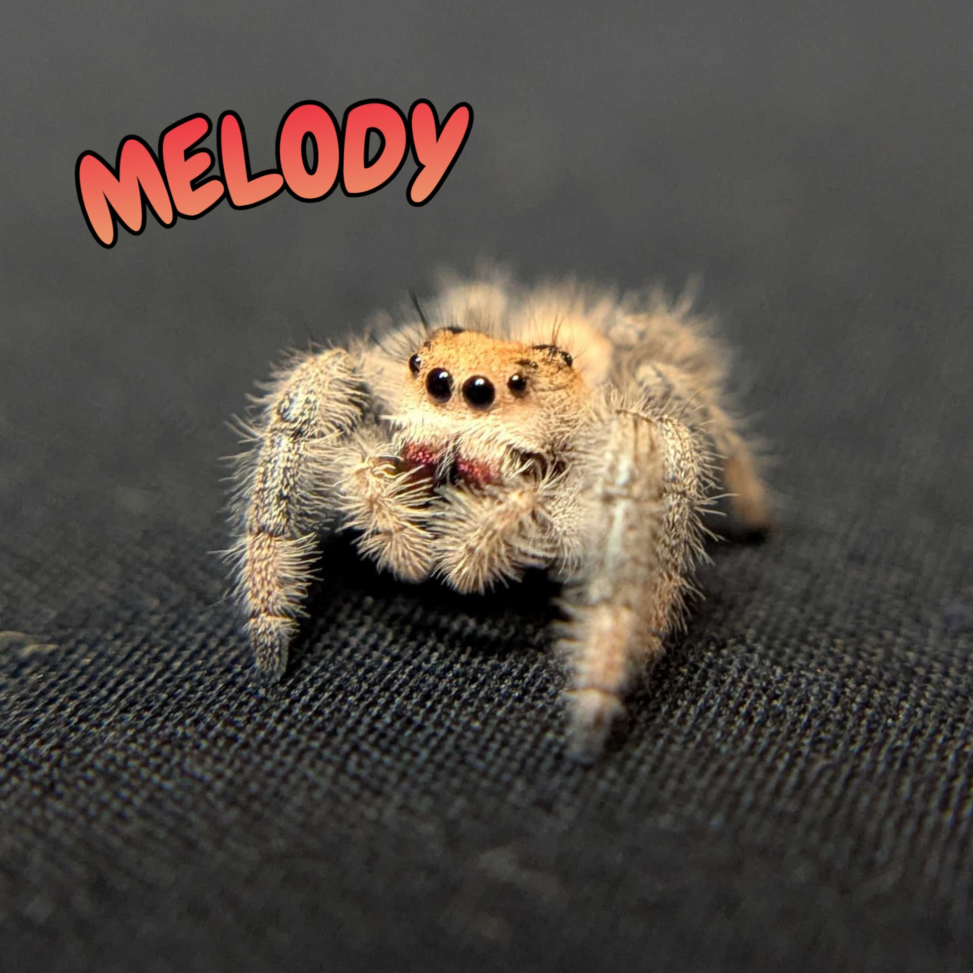 Regal Jumping Spider "Melody"