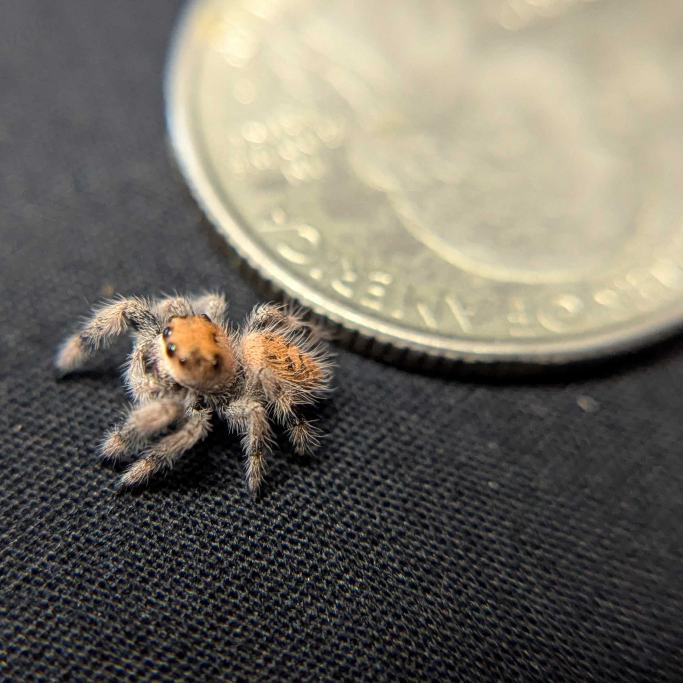 Regal Jumping Spider "Snugglebug"