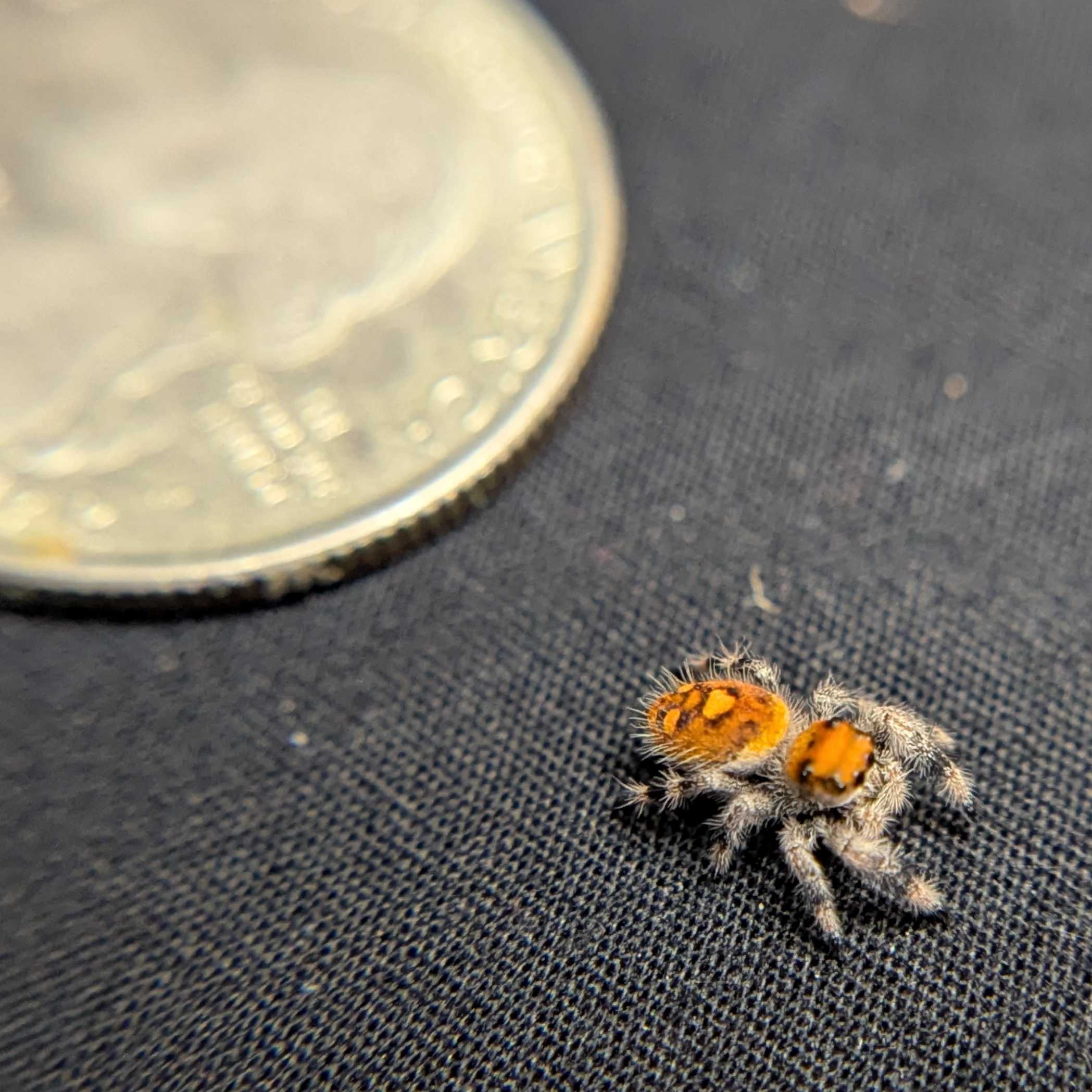 Regal Jumping Spider "Lava"
