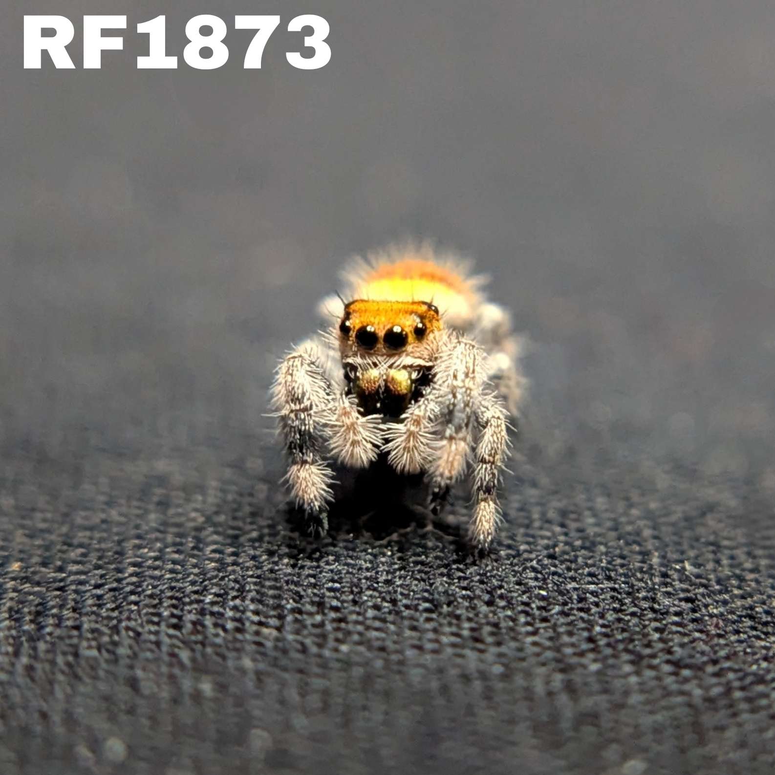 Regal Jumping Spider "Lava"