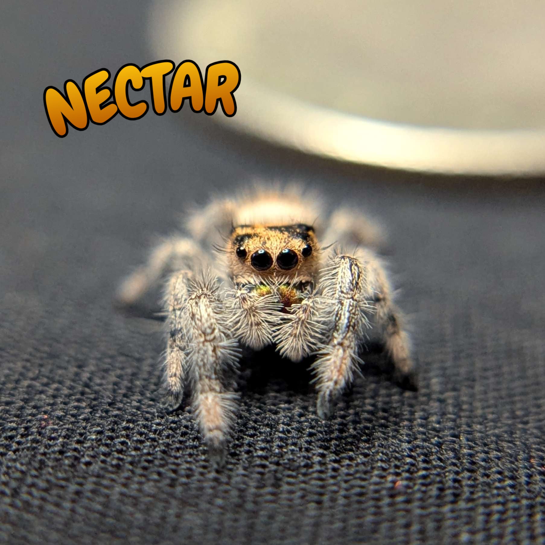 Regal Jumping Spider “Nectar”