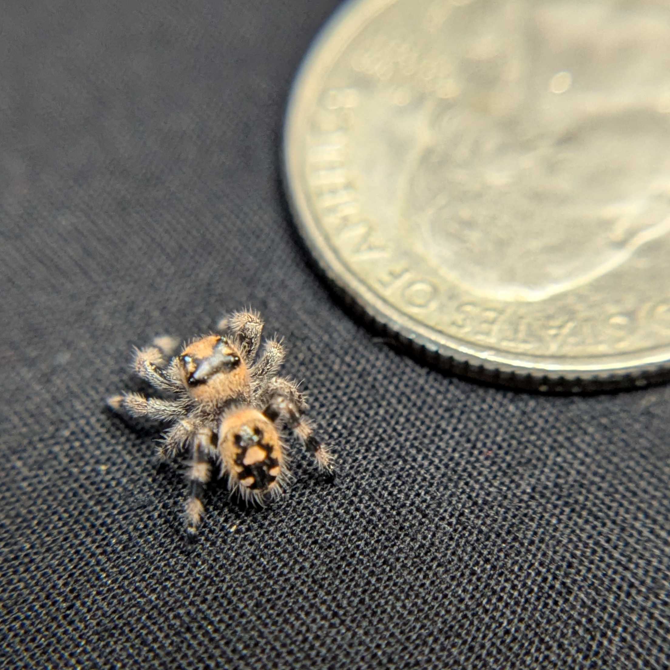 Regal Jumping Spider "Comet"