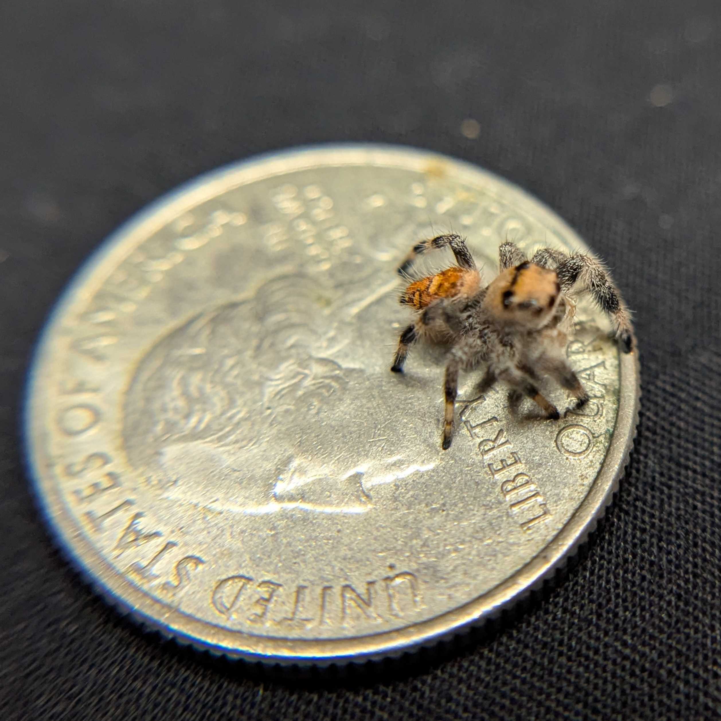 Regal Jumping Spider "Apple"