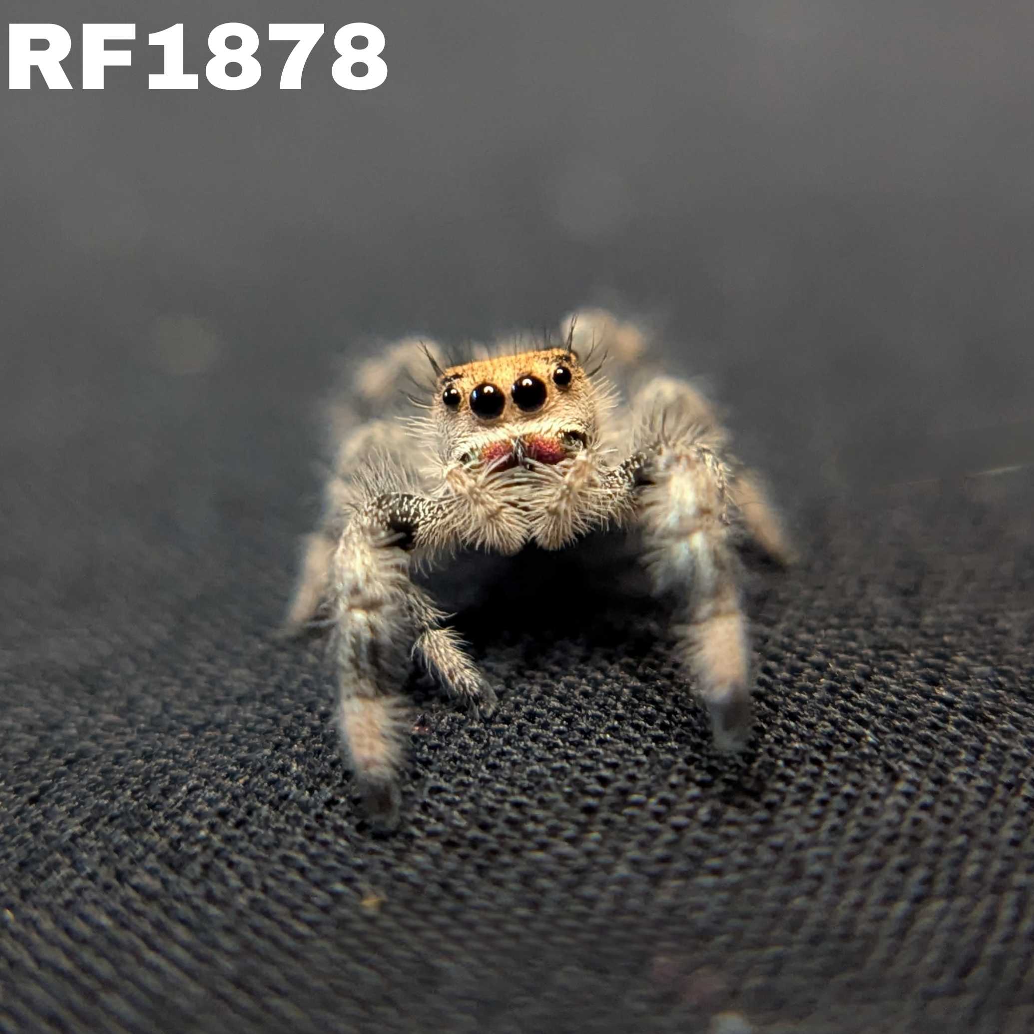 Regal Jumping Spider "Apple"