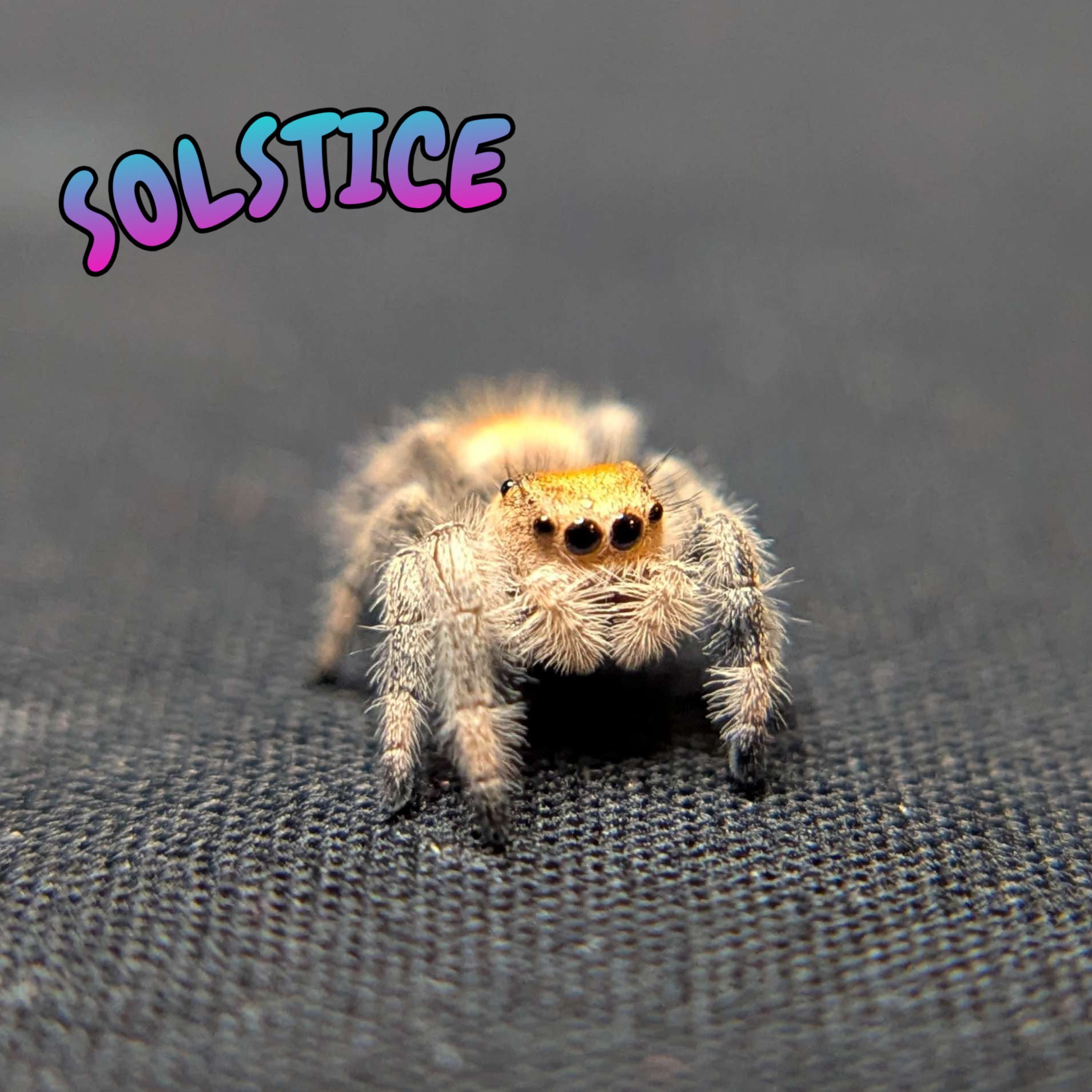 Regal Jumping Spider “Solstice”