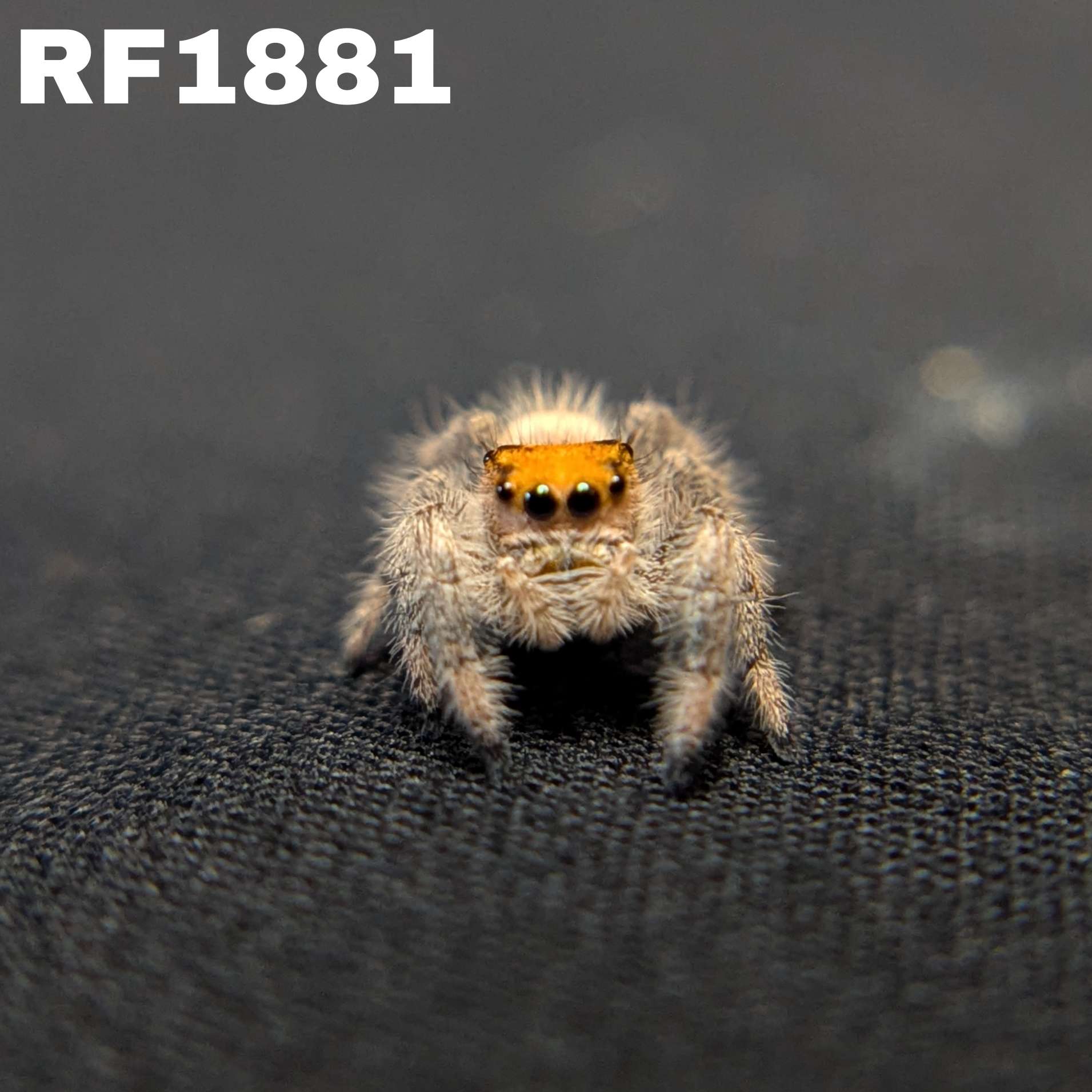 Regal Jumping Spider “Copper”