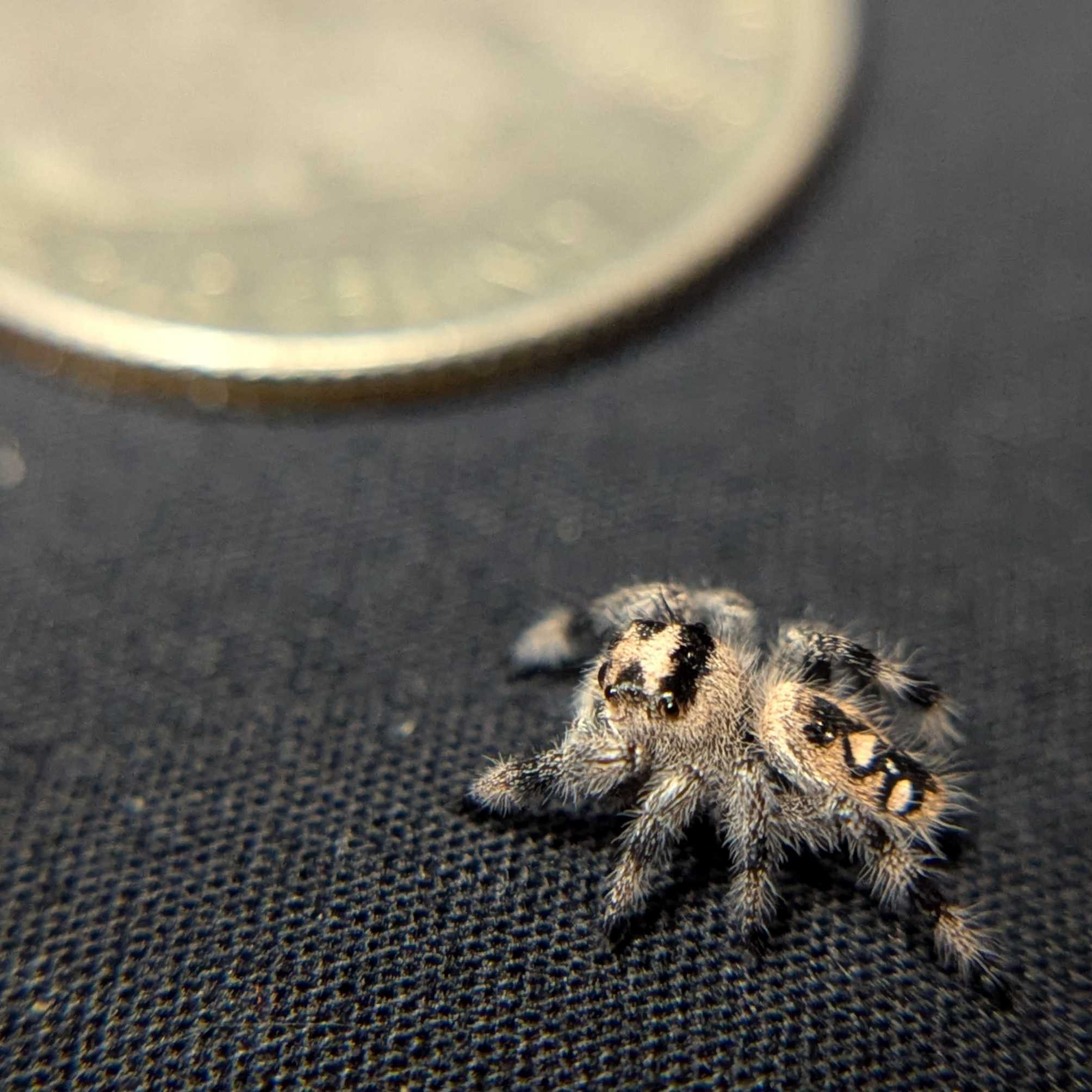 Regal Jumping Spider "Wheat"