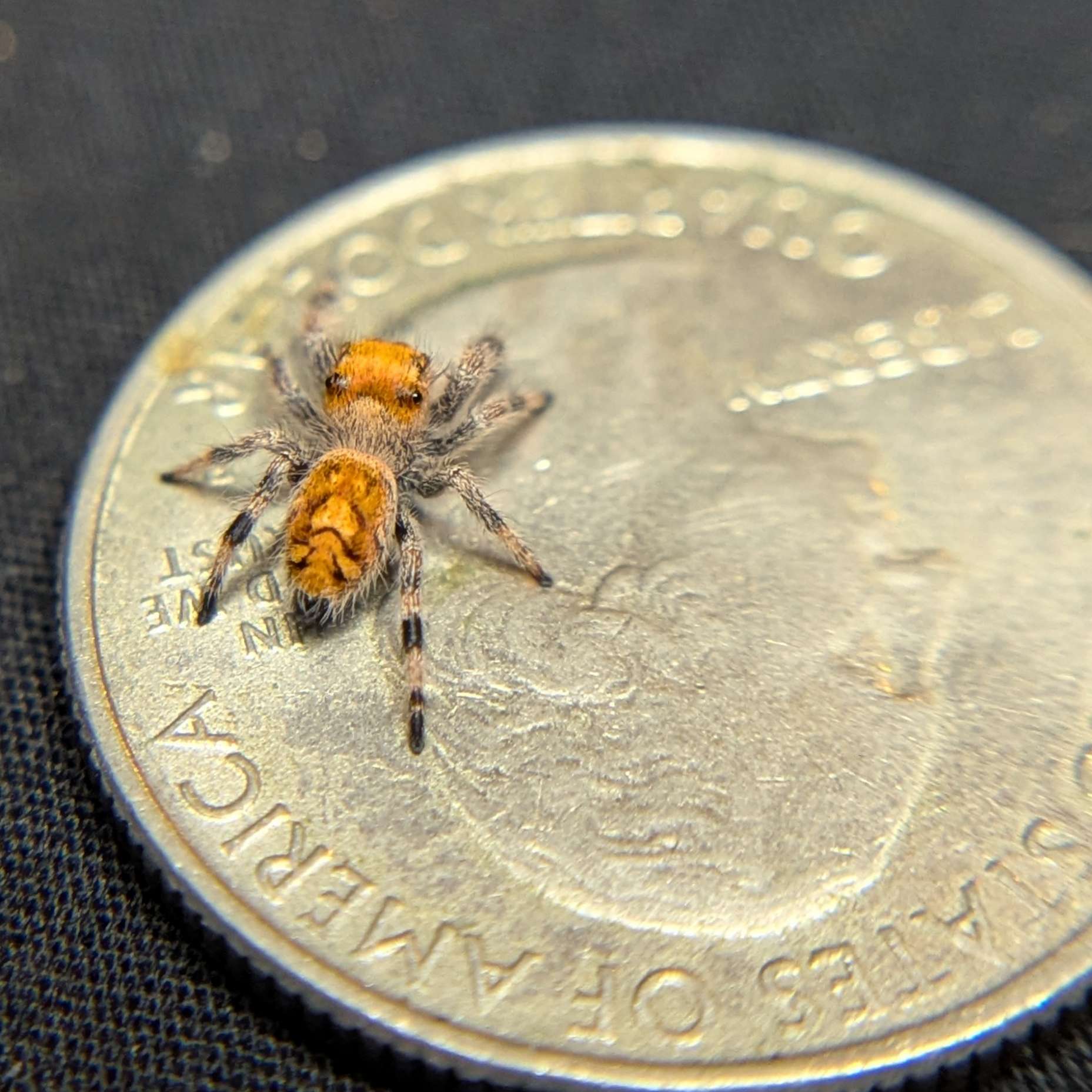 Regal Jumping Spider "Gumdrop"