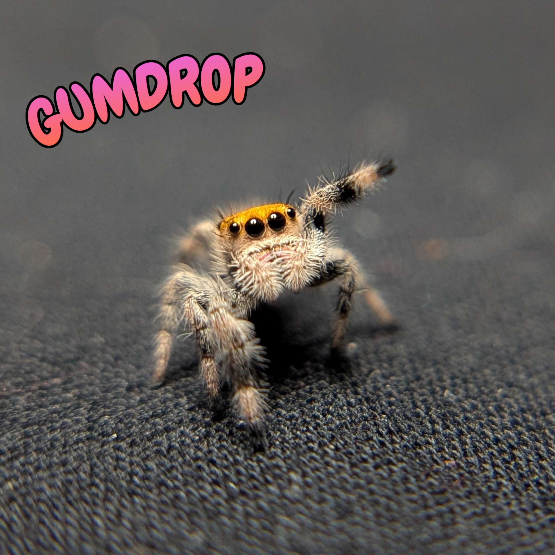 Regal Jumping Spider "Gumdrop"
