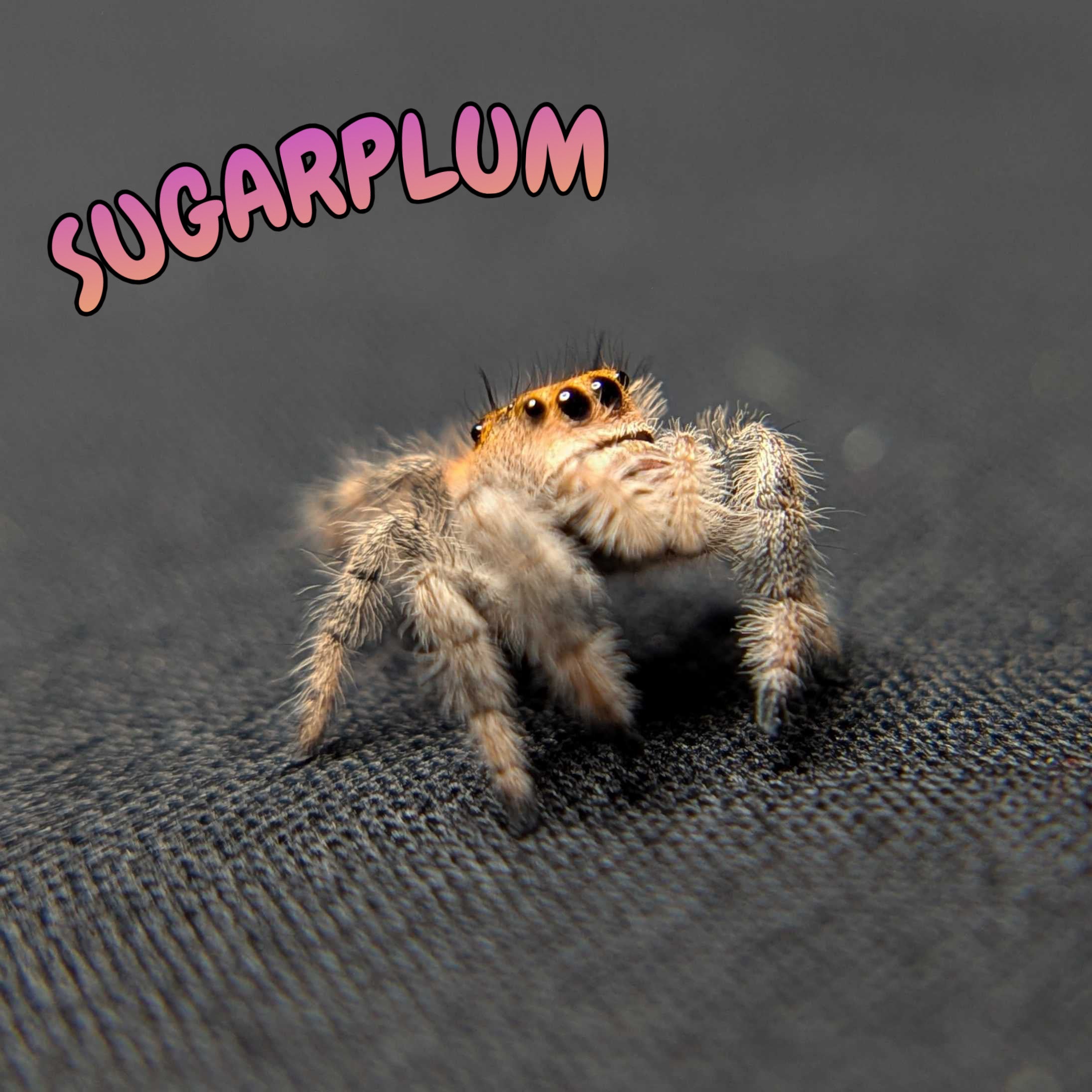 Regal Jumping Spider "Sugarplum"