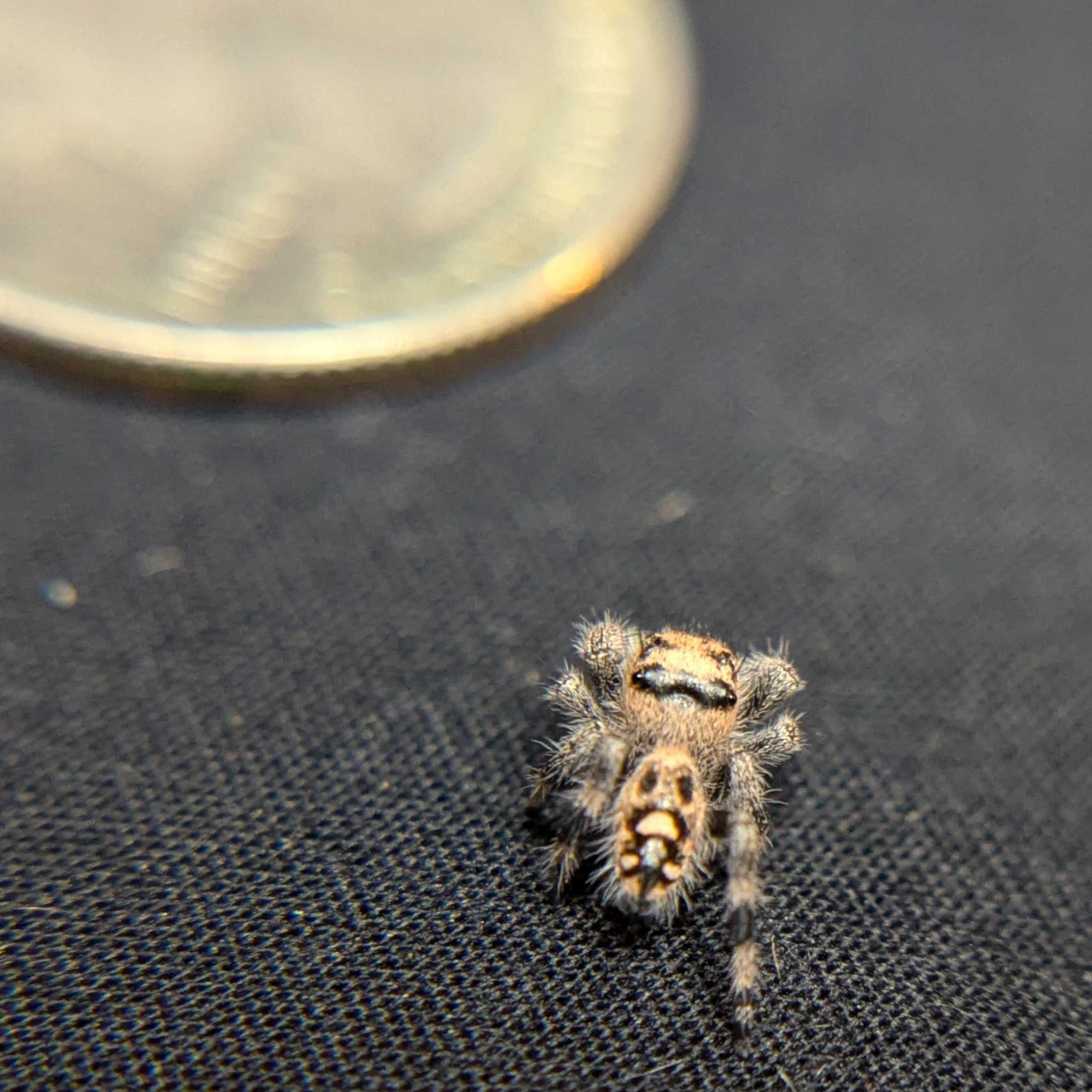 Regal Jumping Spider “Melon”