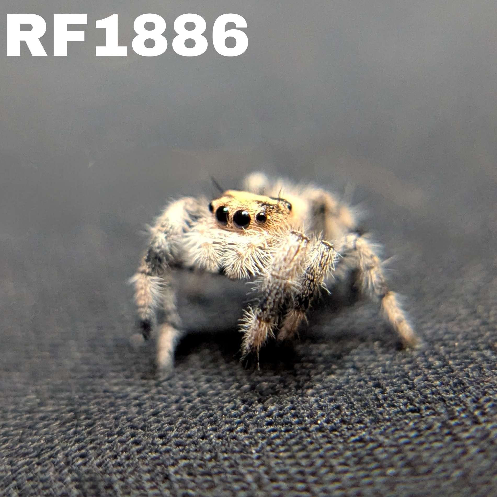 Regal Jumping Spider “Melon”