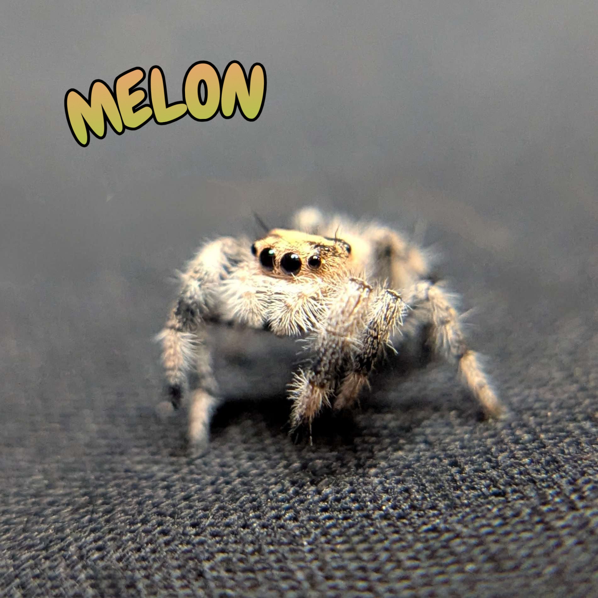 Regal Jumping Spider “Melon”