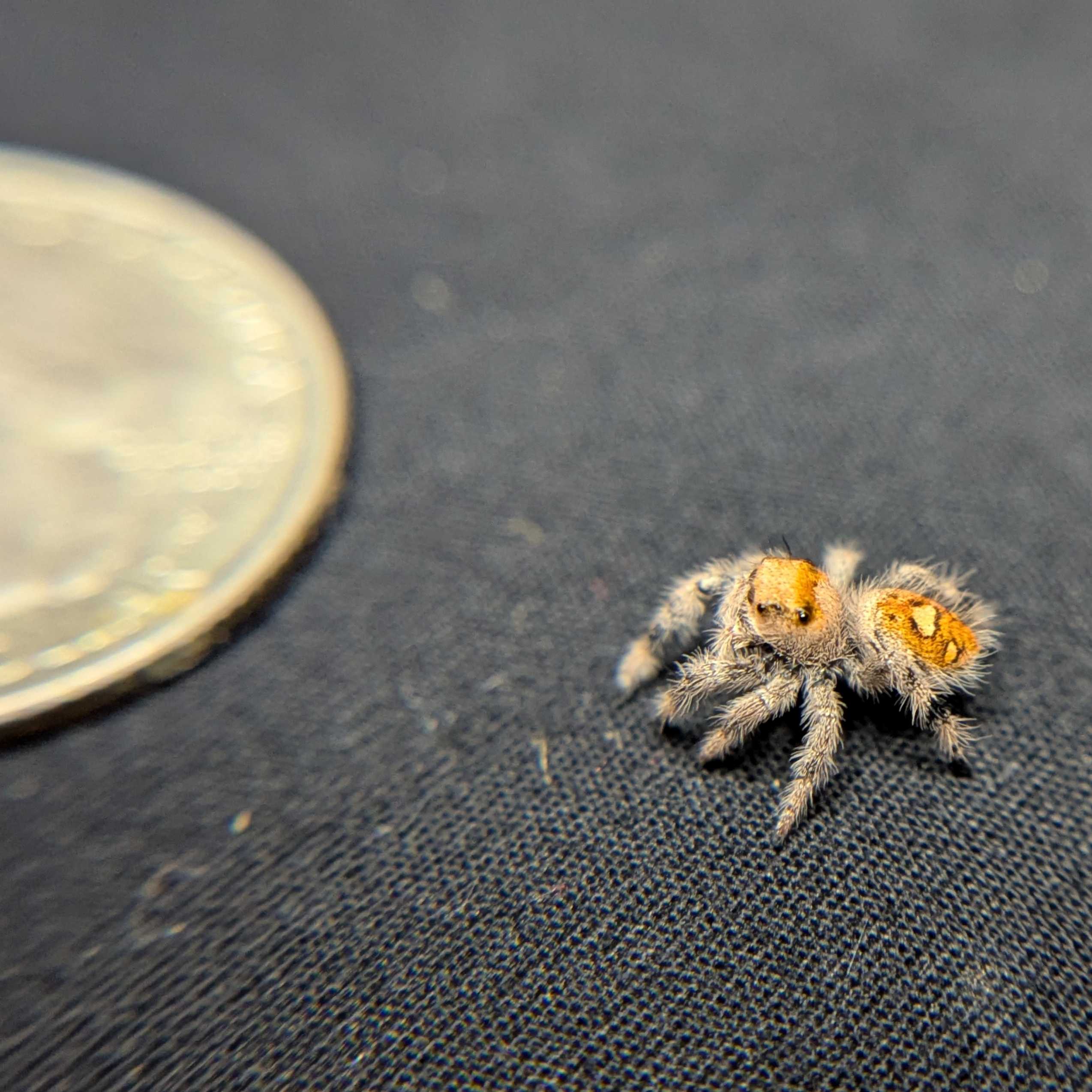 Regal Jumping Spider “Fury”