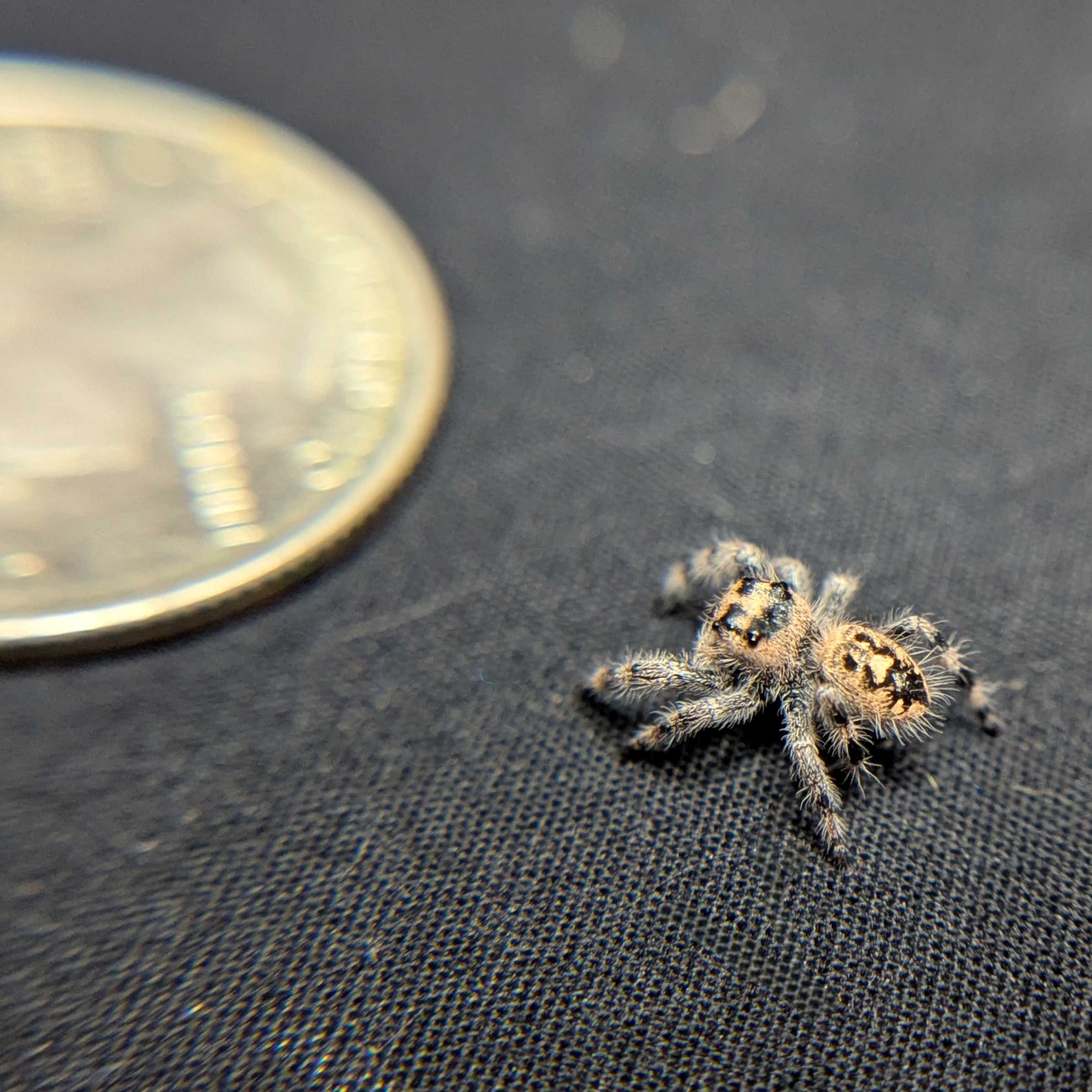 Regal Jumping Spider "Gingersnap"