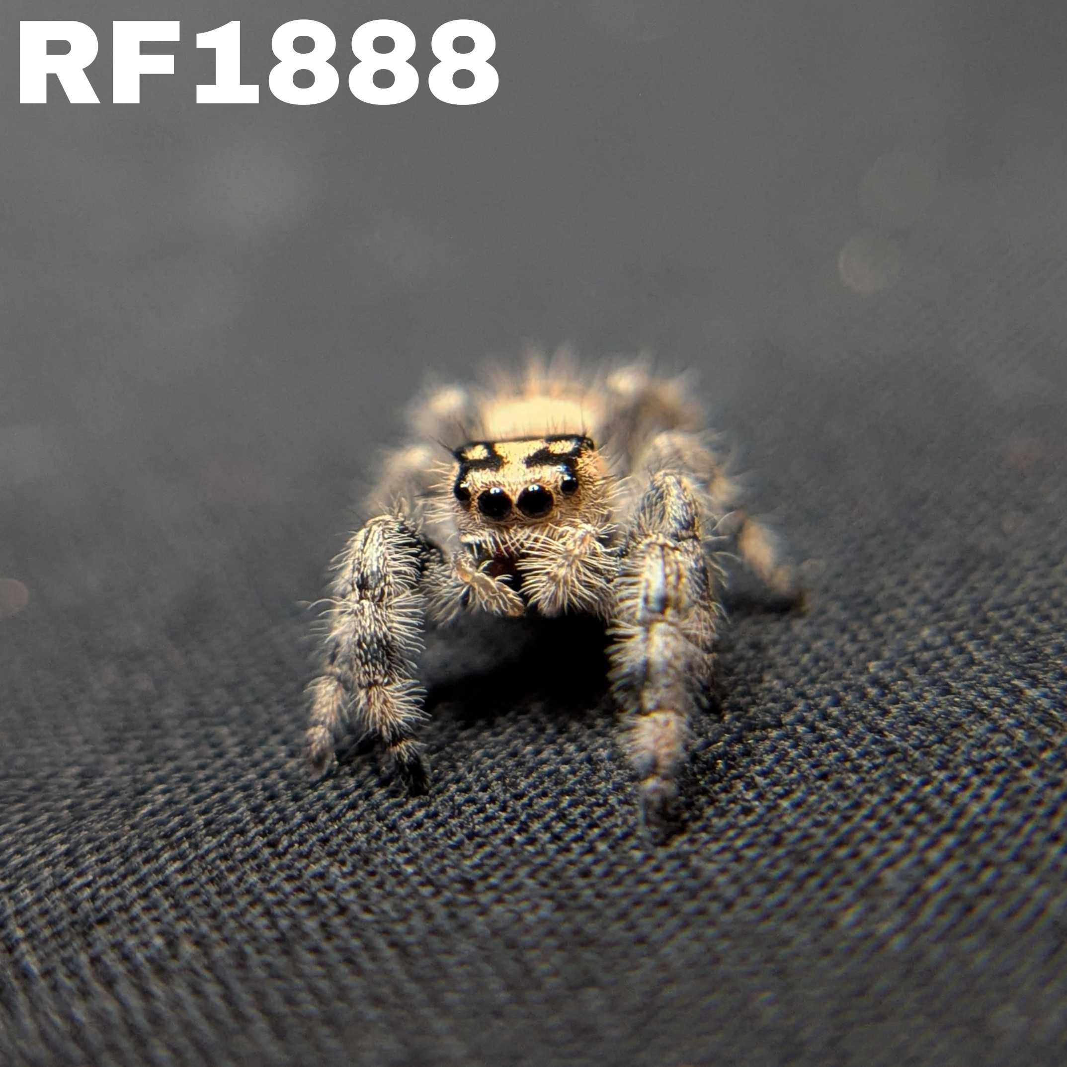 Regal Jumping Spider "Gingersnap"