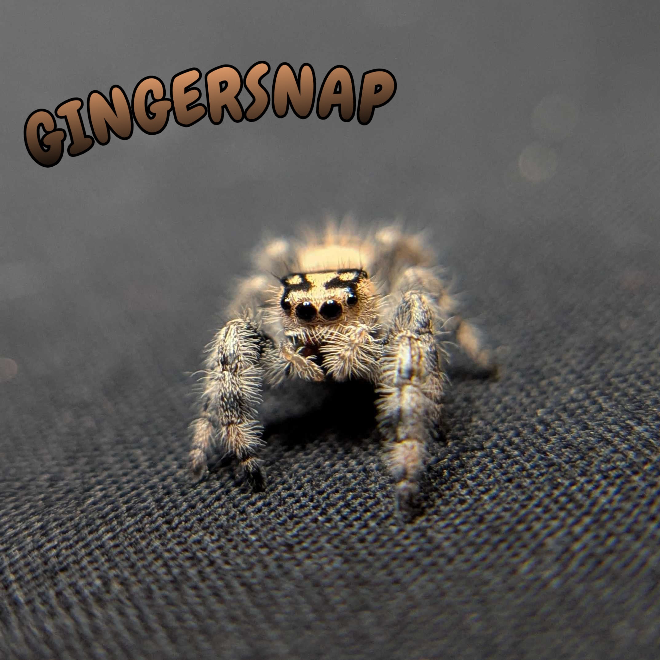 Regal Jumping Spider "Gingersnap"