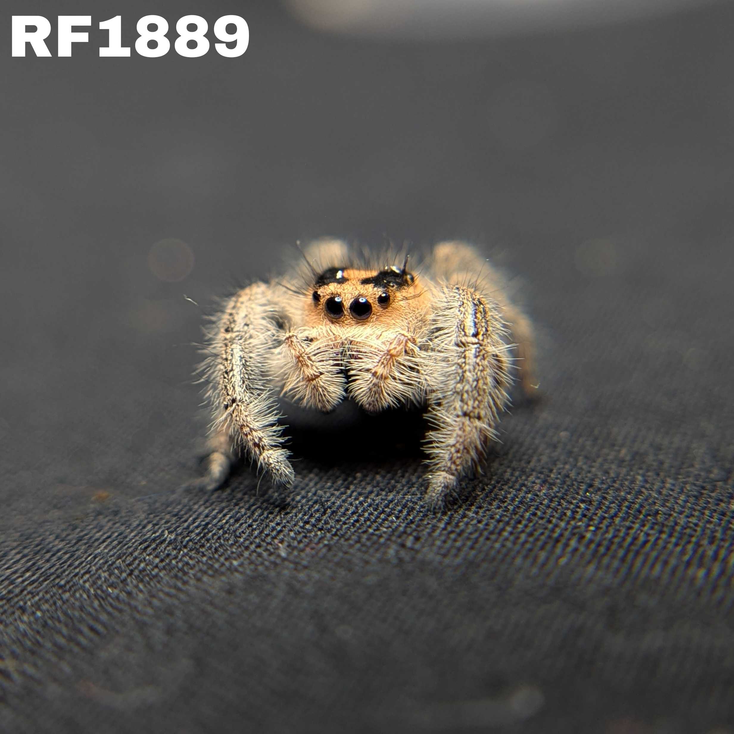 Regal Jumping Spider "Daisy"