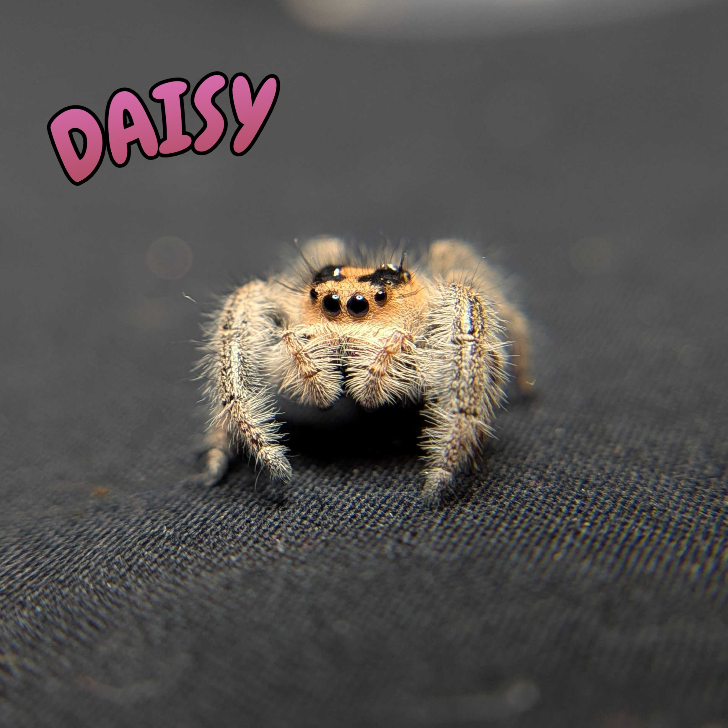 Regal Jumping Spider "Daisy"