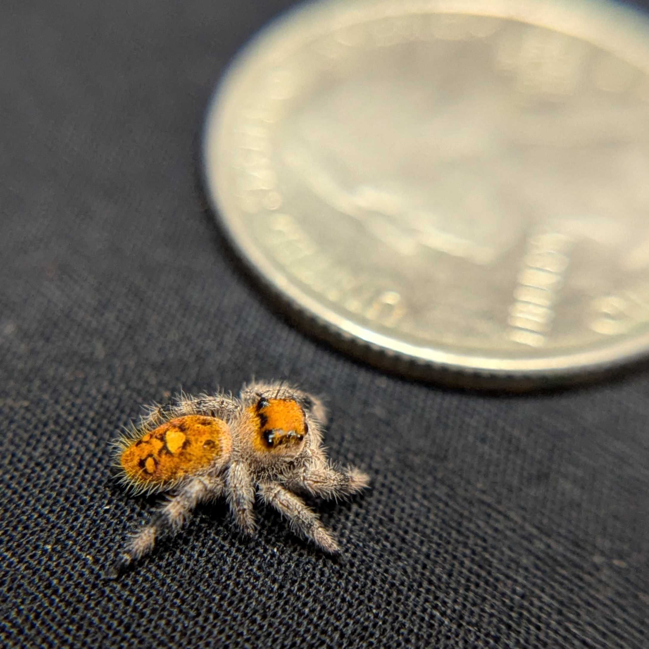 Regal Jumping Spider "Skittles"