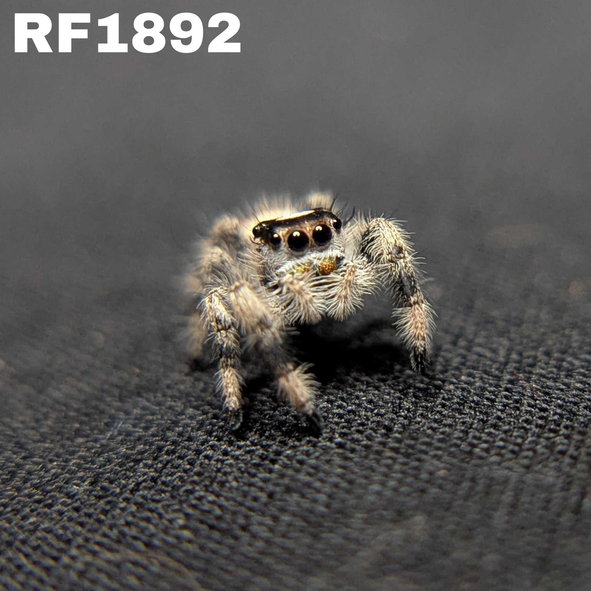 Regal Jumping Spider “Indica”