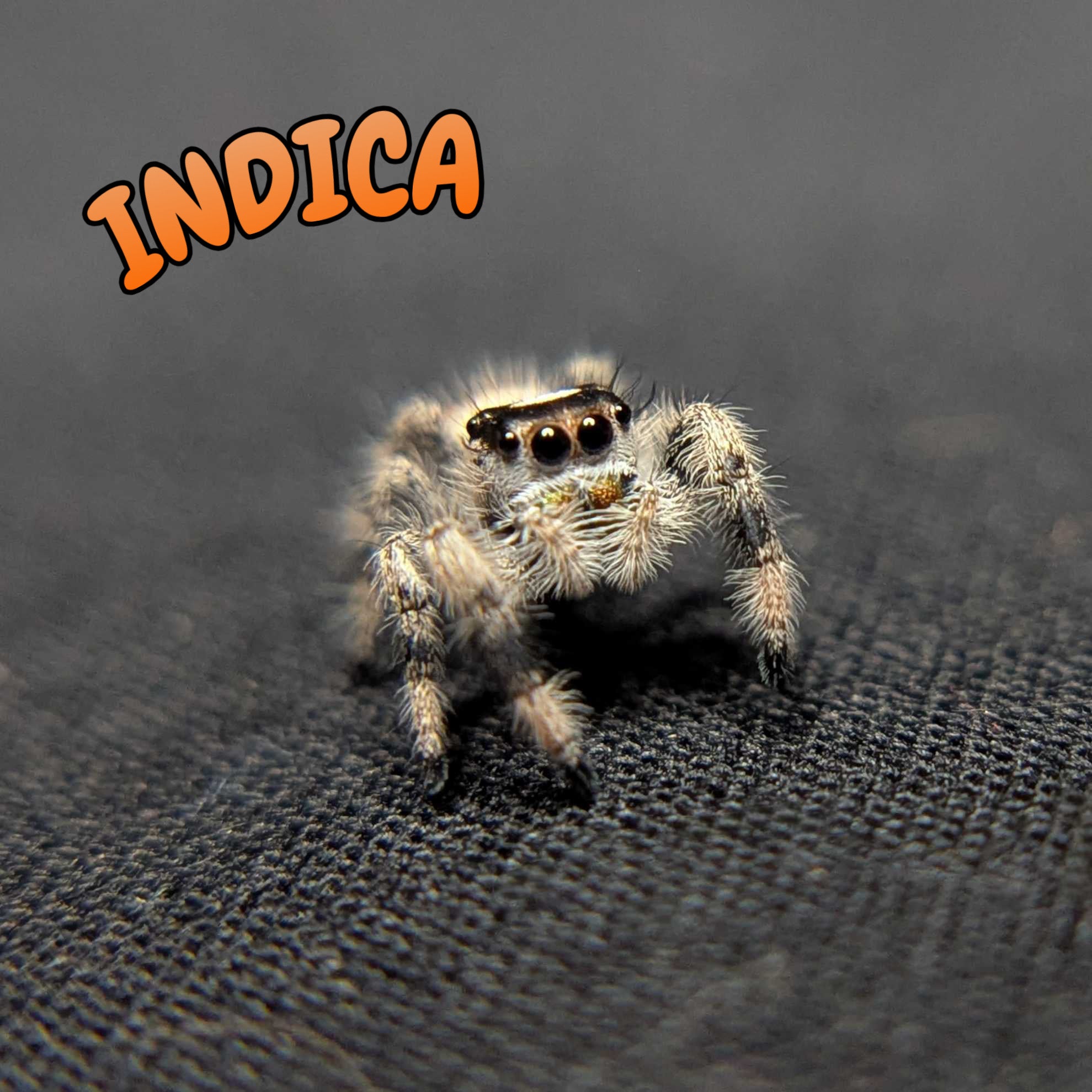 Regal Jumping Spider “Indica”