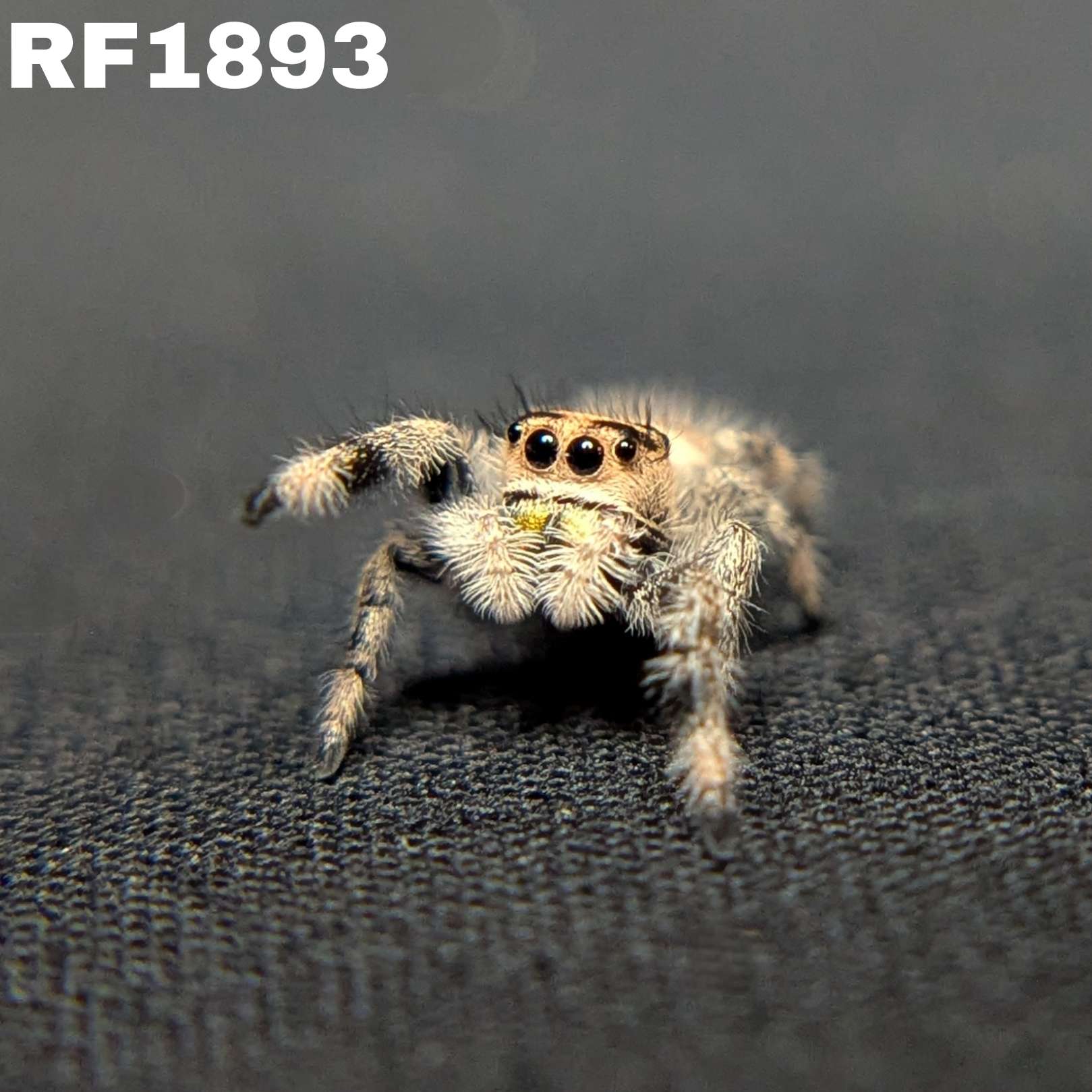 Regal Jumping Spider “Haze”