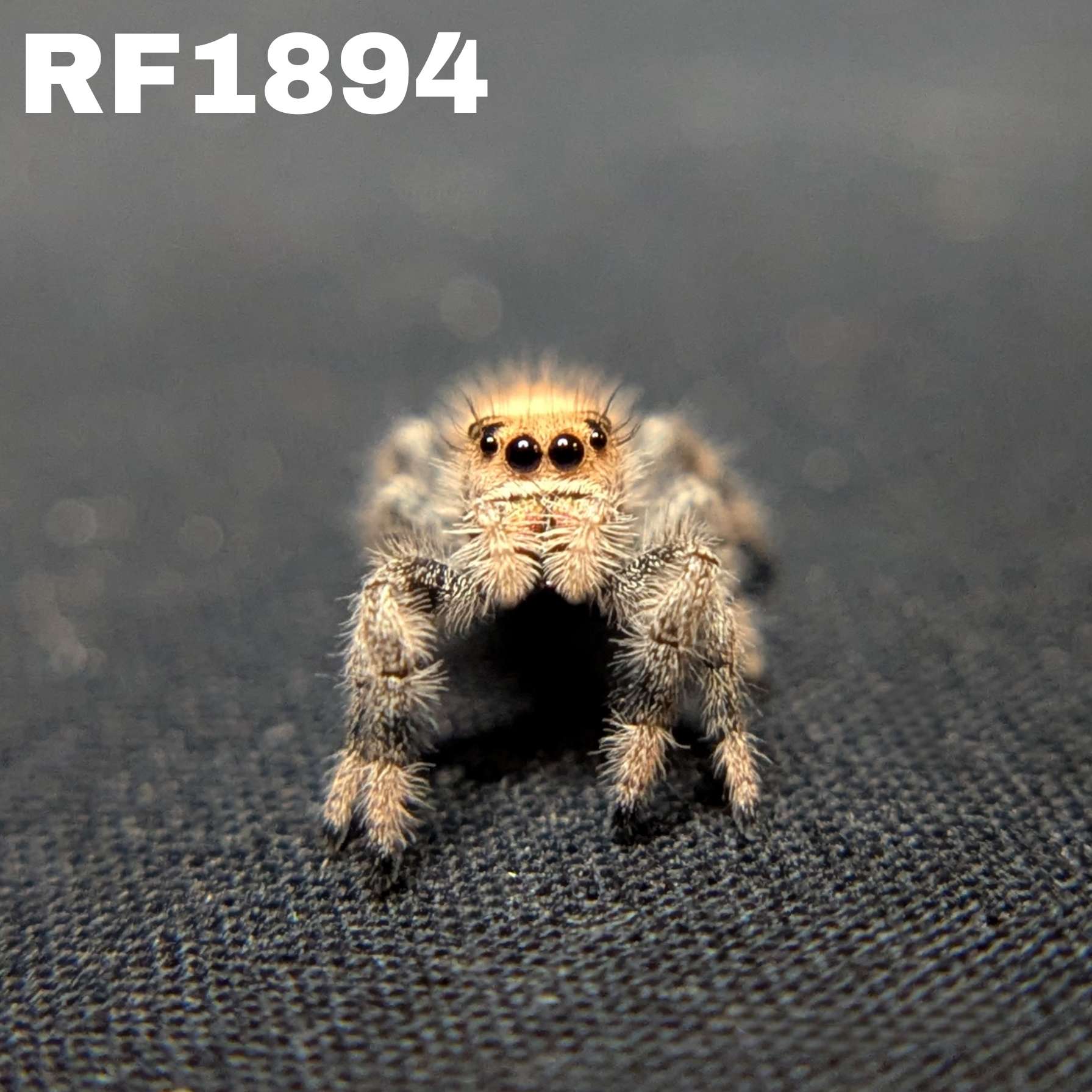 Regal Jumping Spider "Garnet"