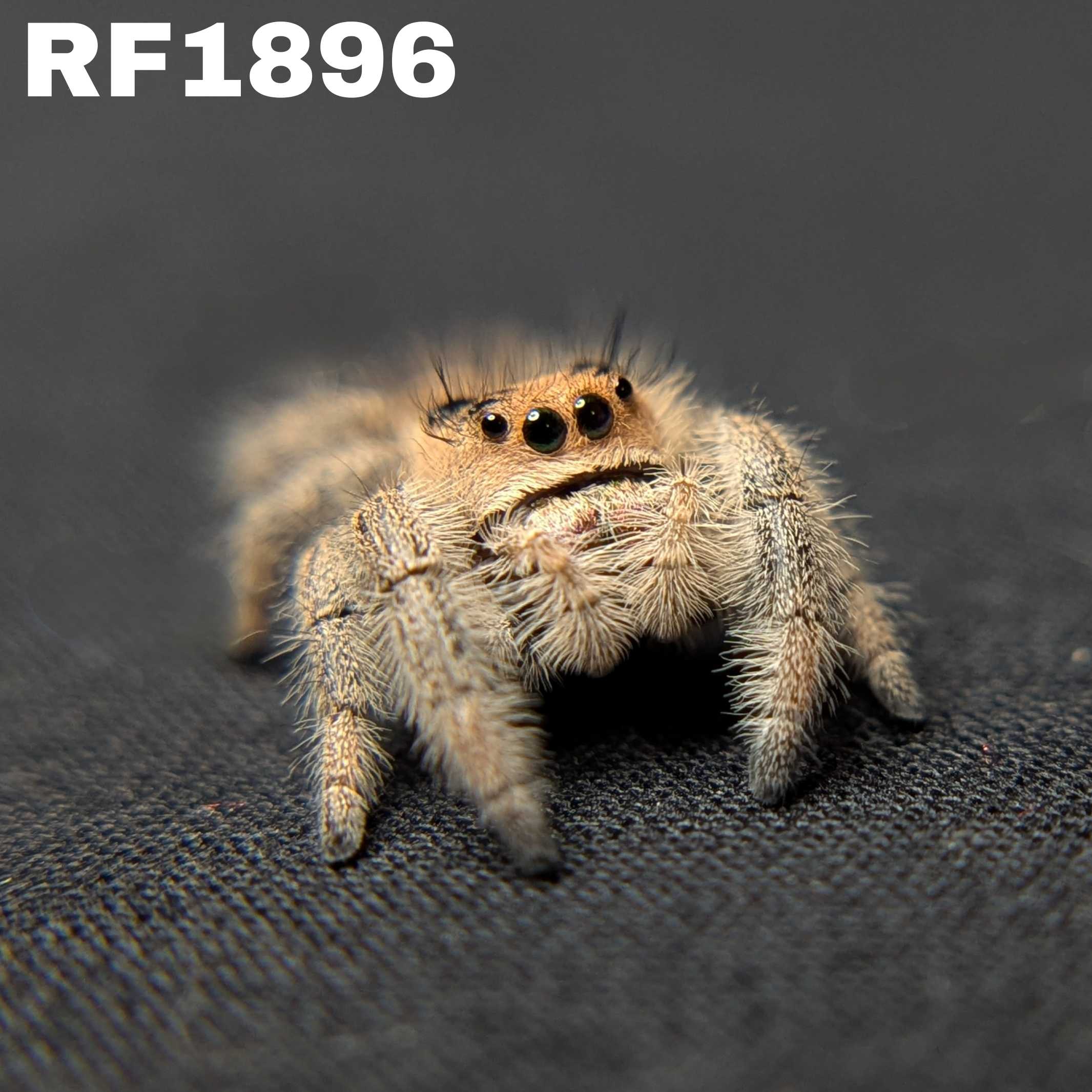 Regal Jumping Spider "Peach Puff”
