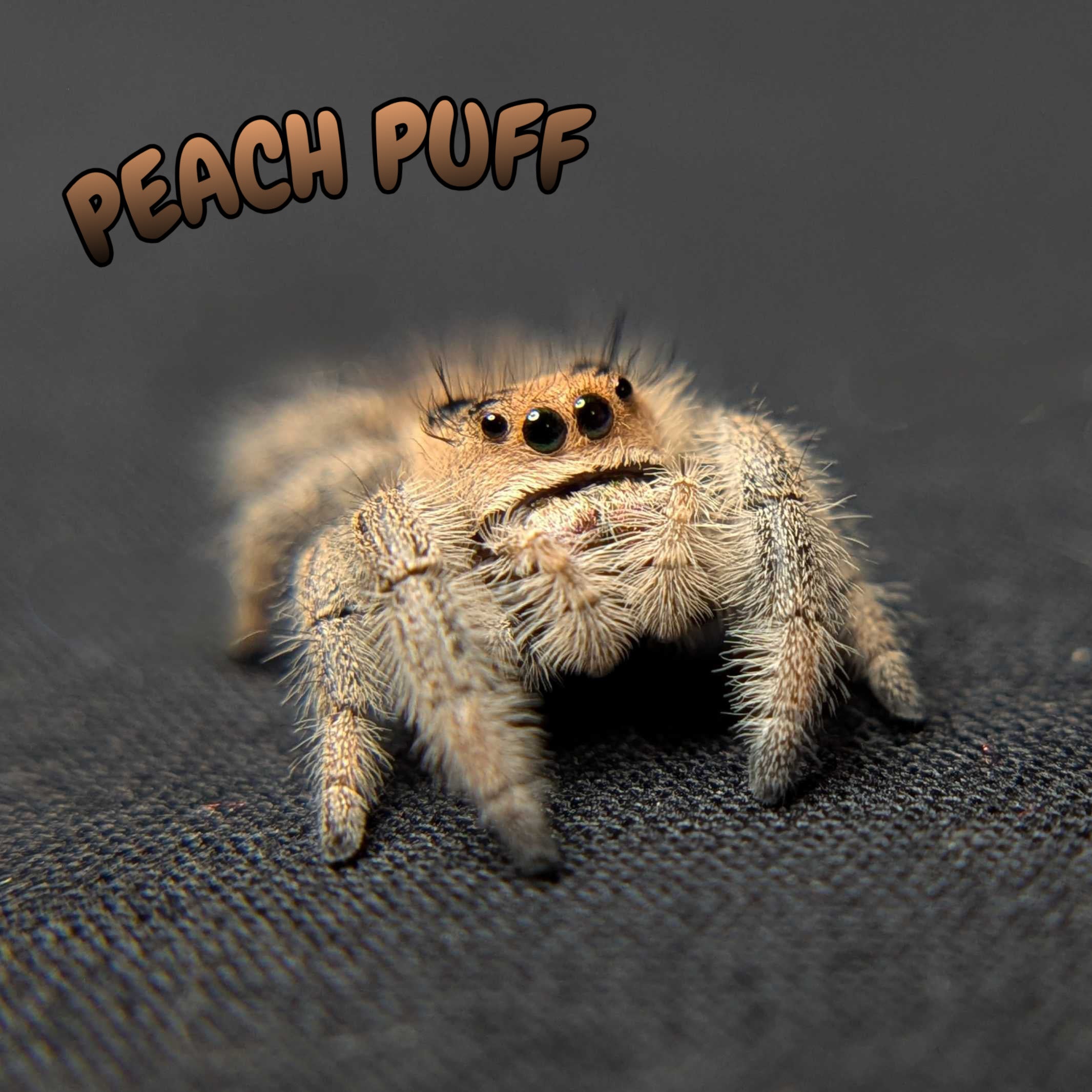 Regal Jumping Spider "Peach Puff”