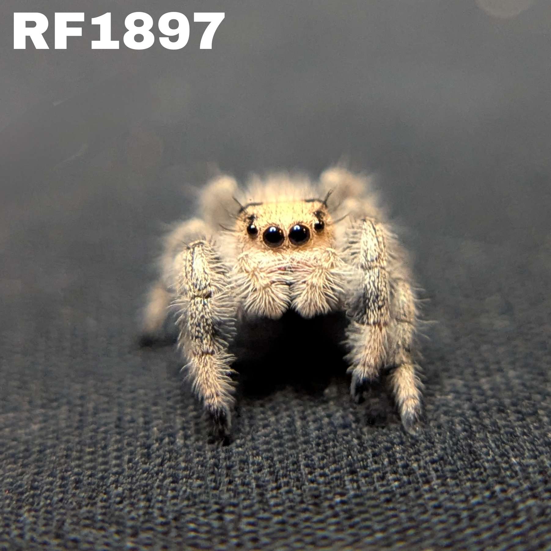 Regal Jumping Spider “Sprite”