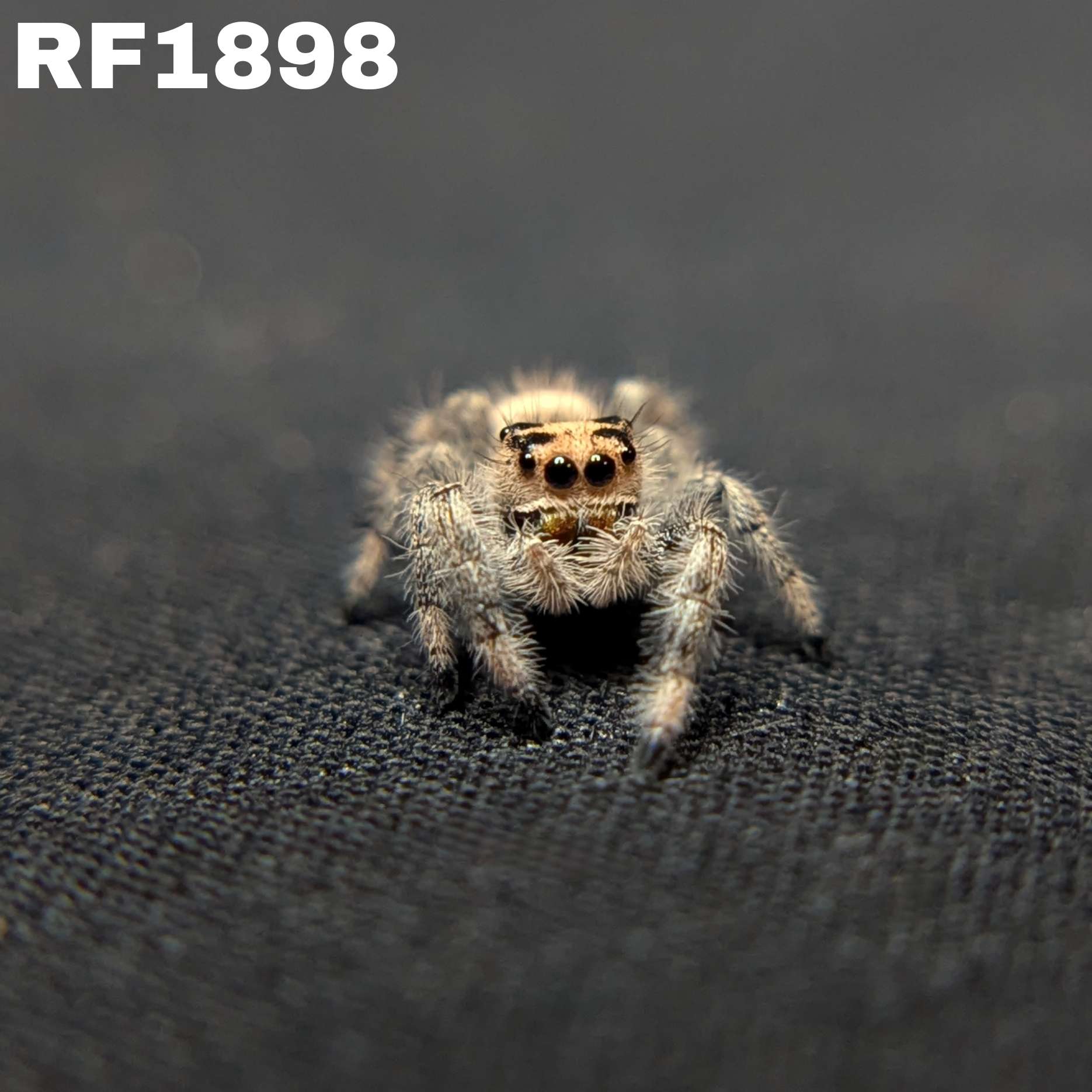 Regal Jumping Spider "Sandy"
