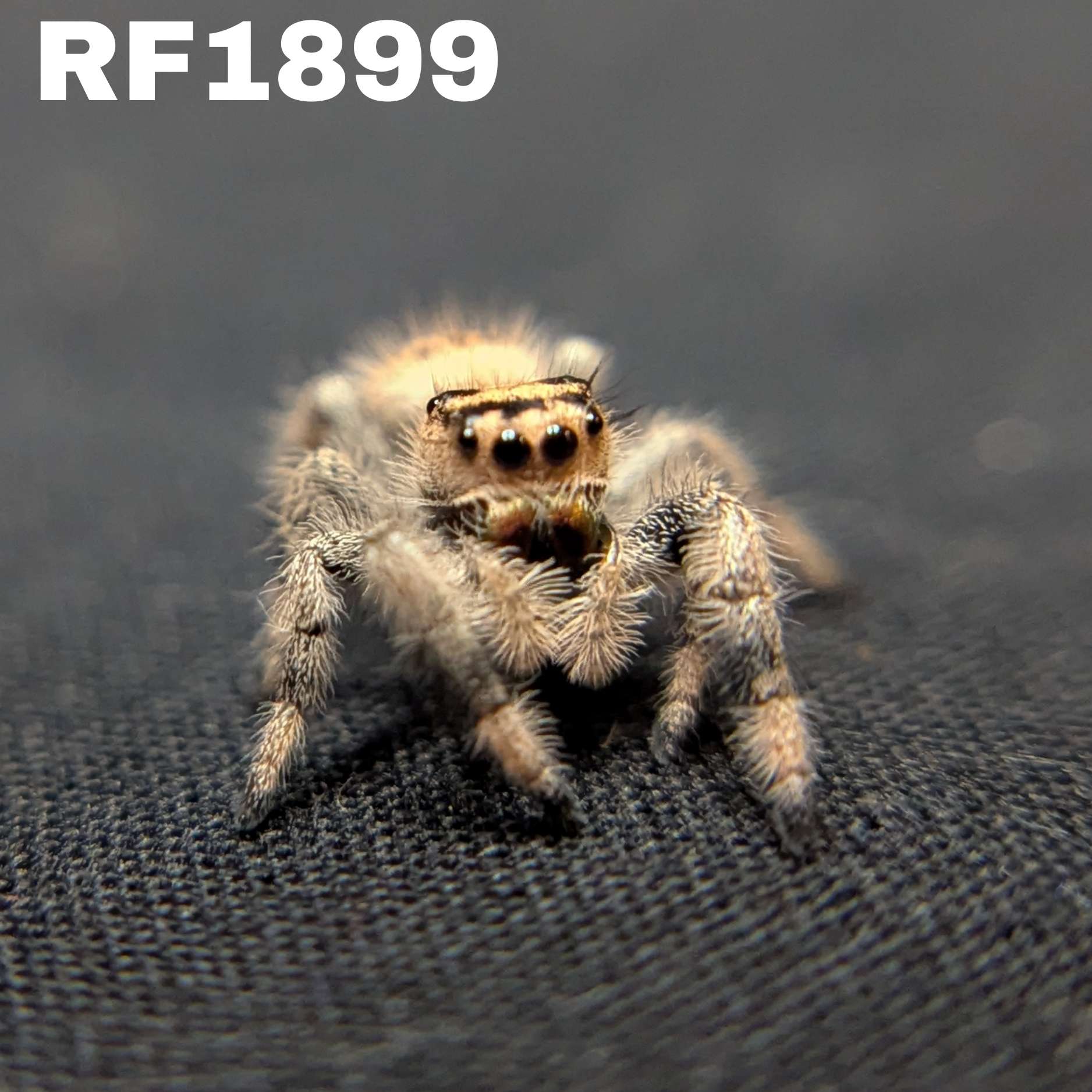 Regal Jumping Spider "Hex"