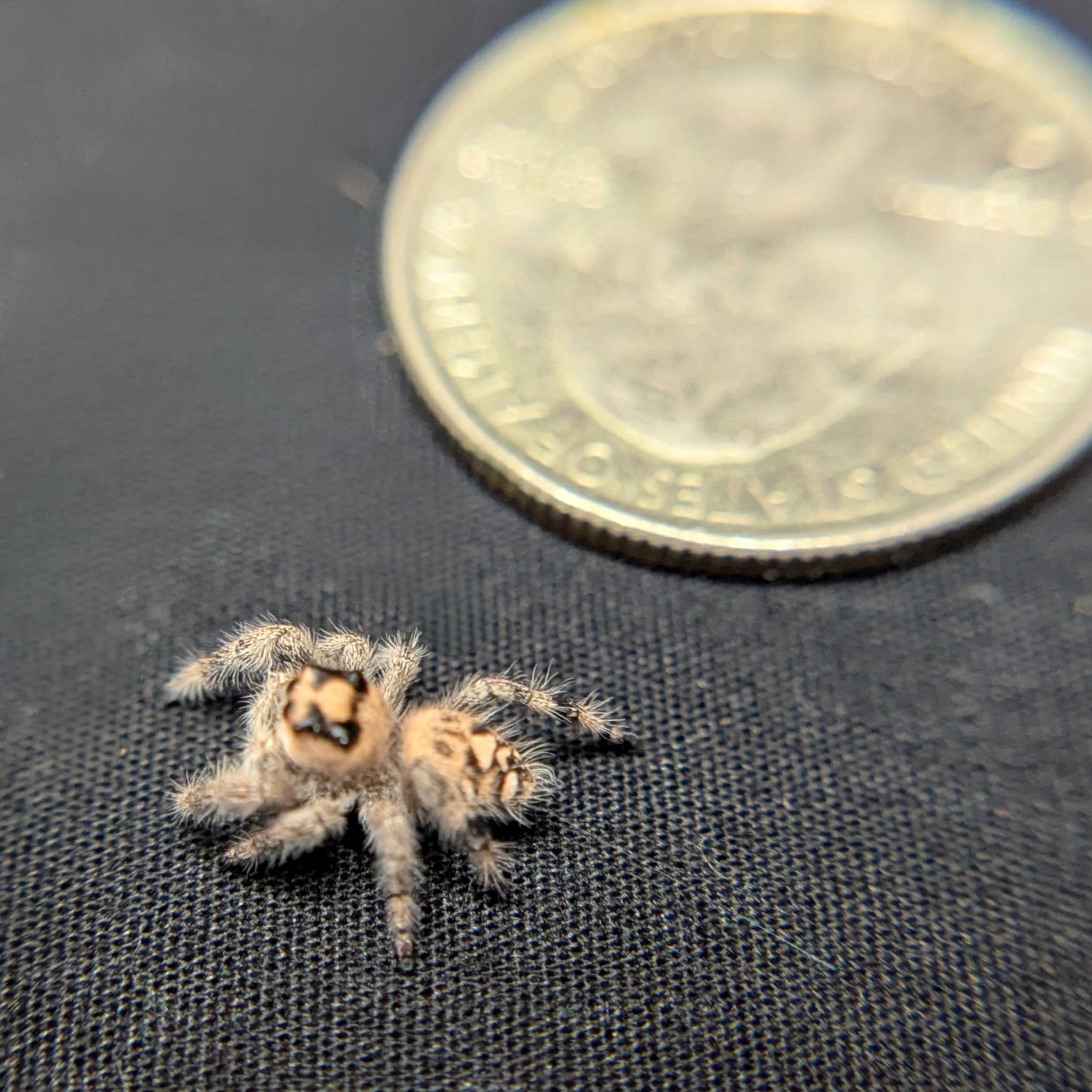 Regal Jumping Spider "Oatmeal"