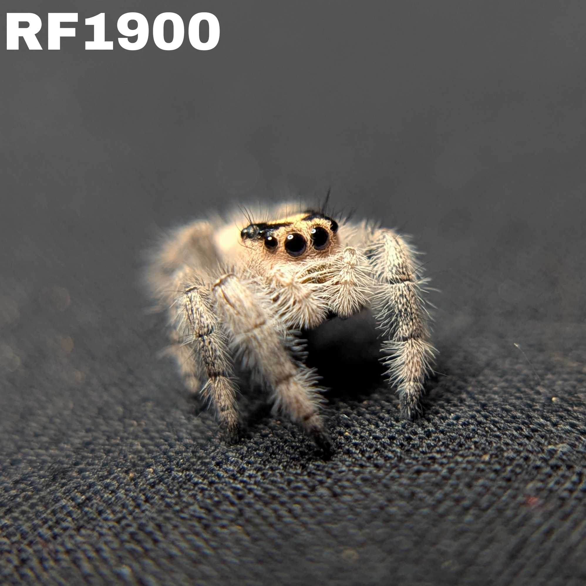 Regal Jumping Spider "Oatmeal"