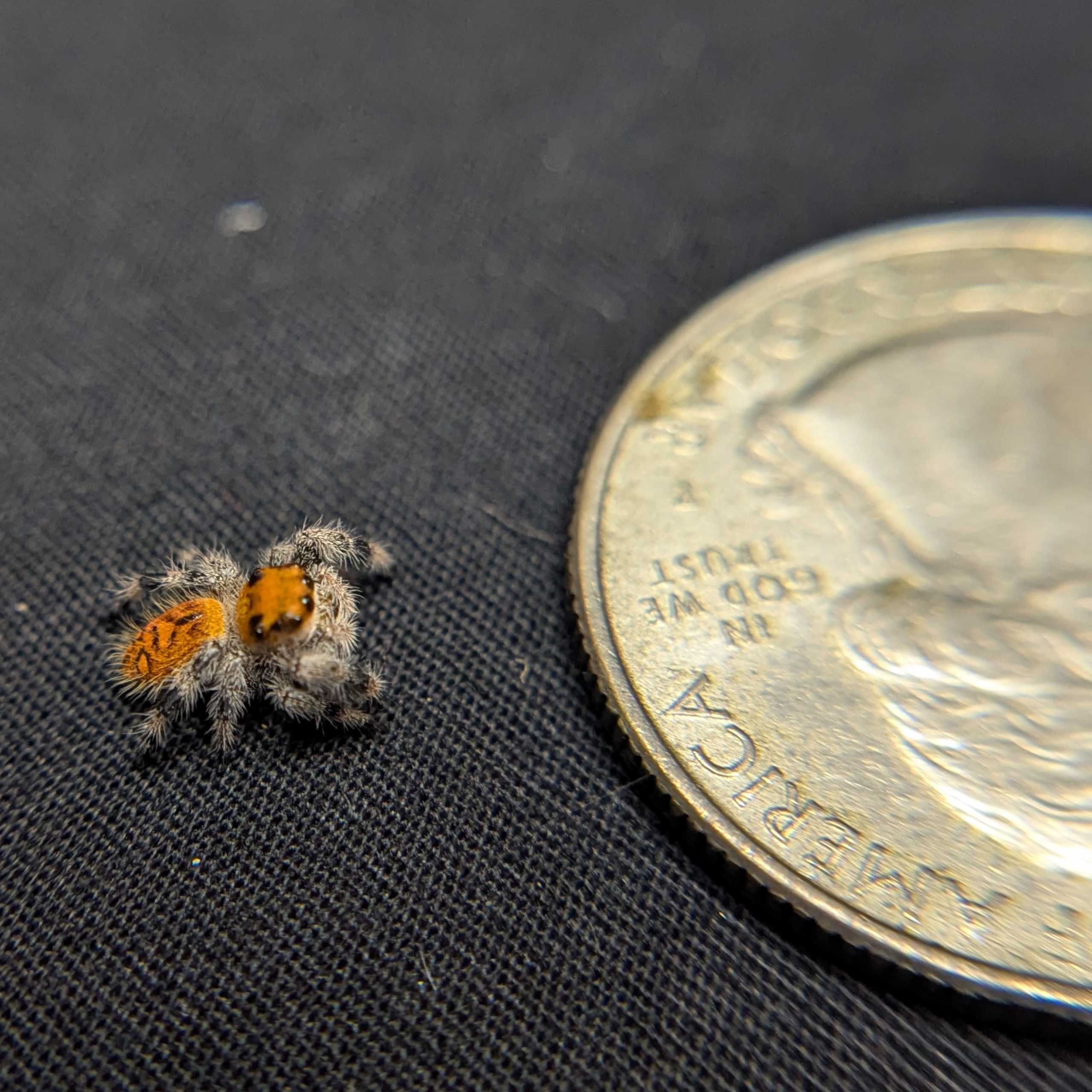 Regal Jumping Spider "Salsa"