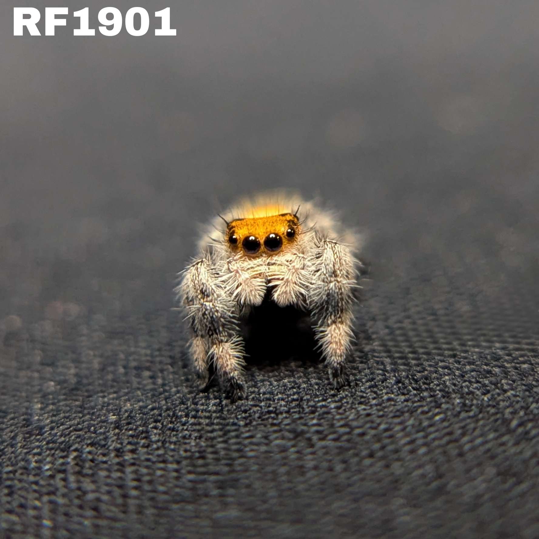 Regal Jumping Spider "Salsa"