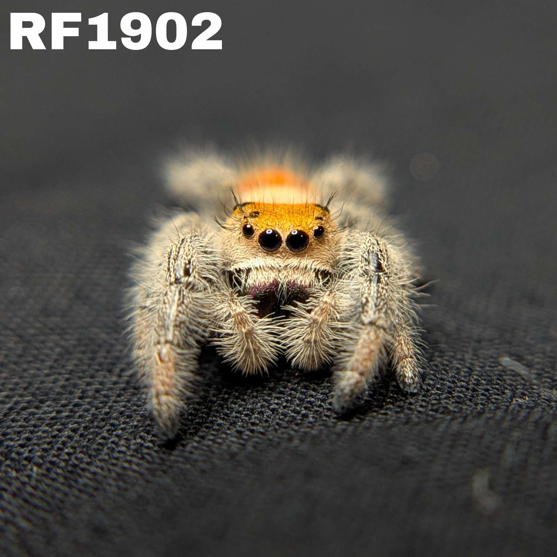 Regal Jumping Spider “Aurelia”