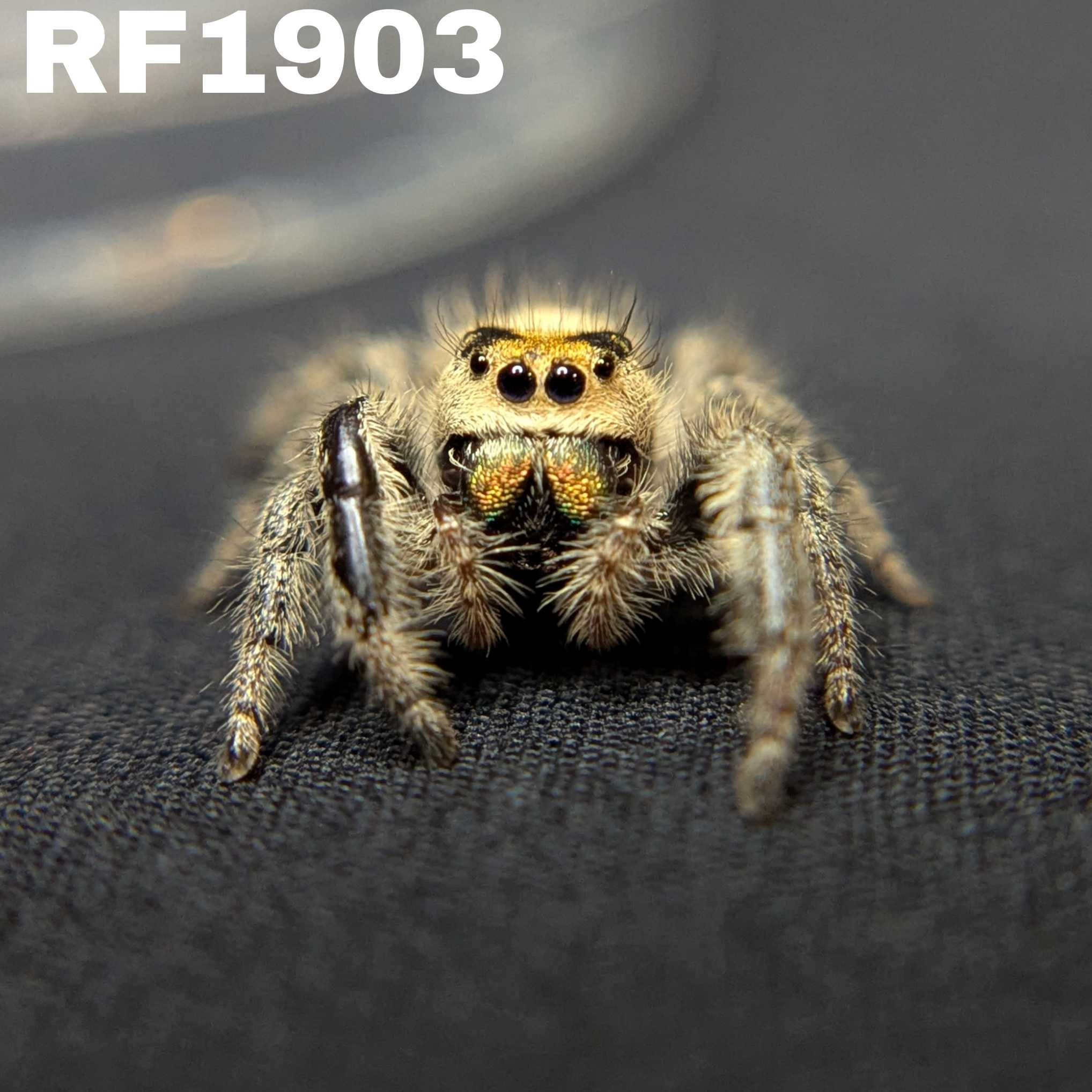 Regal Jumping Spider “Apple Crisp”