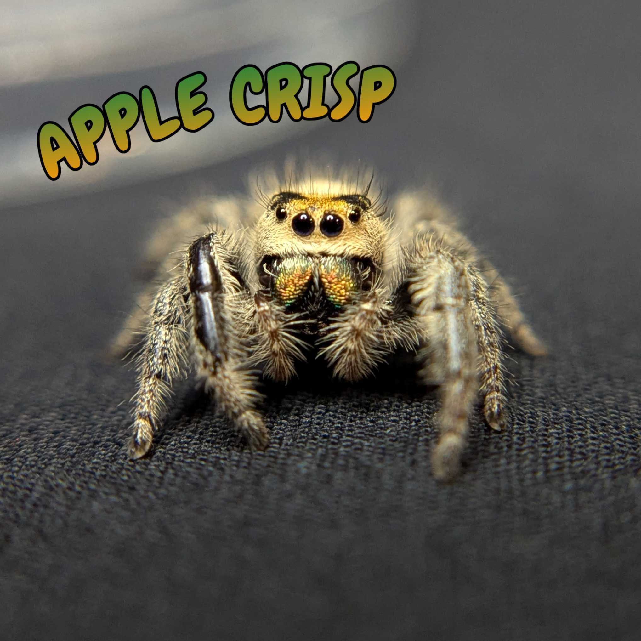 Regal Jumping Spider “Apple Crisp”