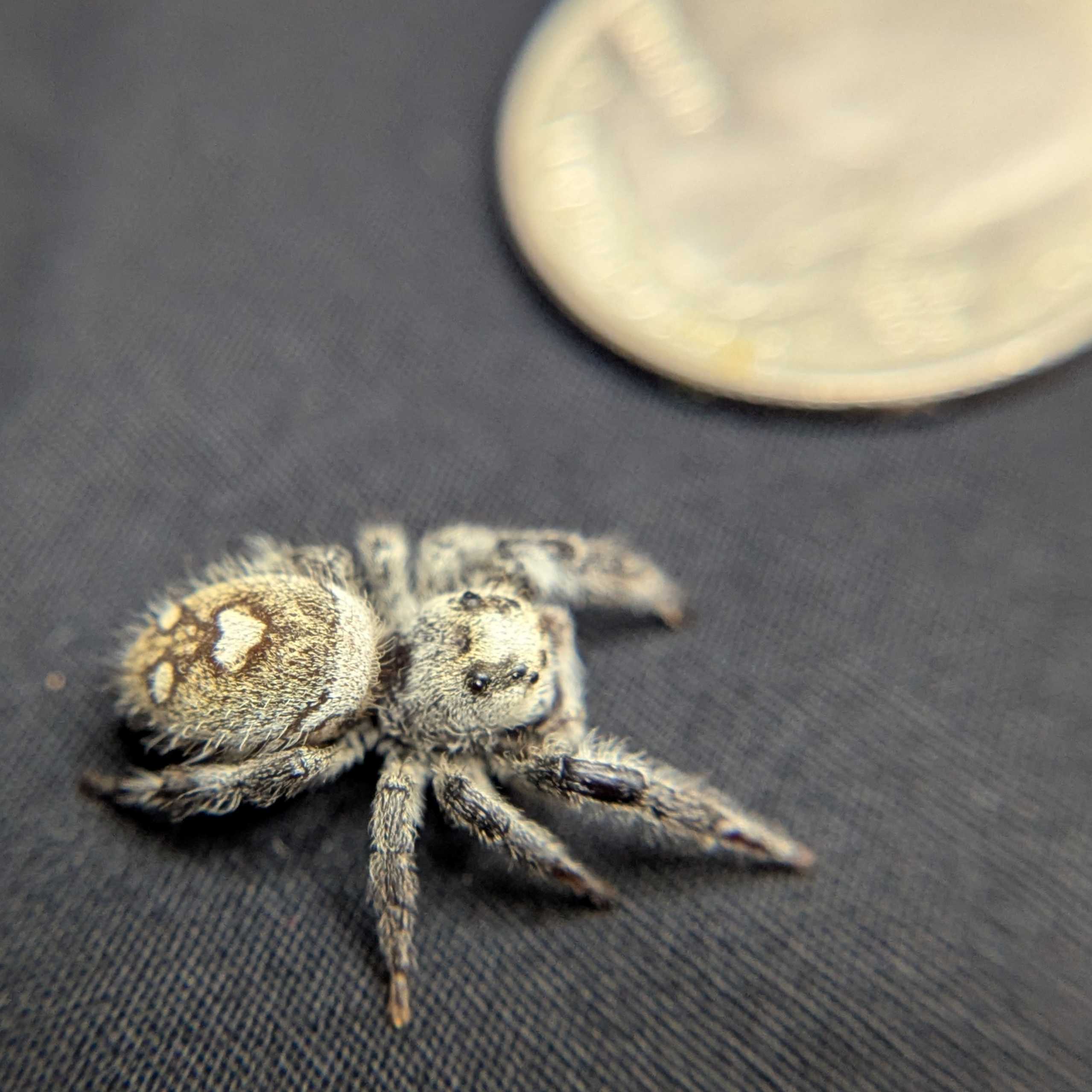 Regal Jumping Spider "Bubbles"