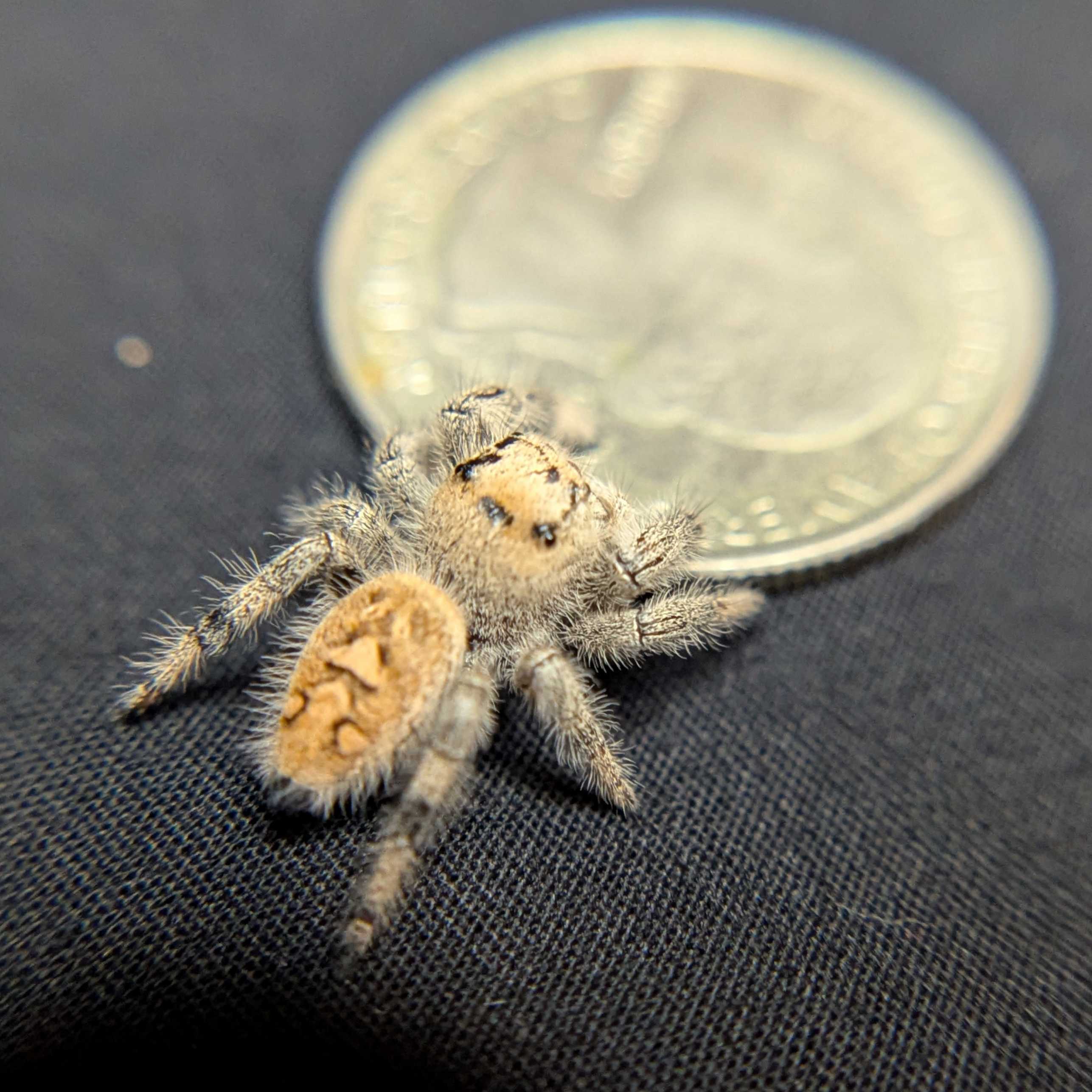 Regal Jumping Spider "Sunrise"