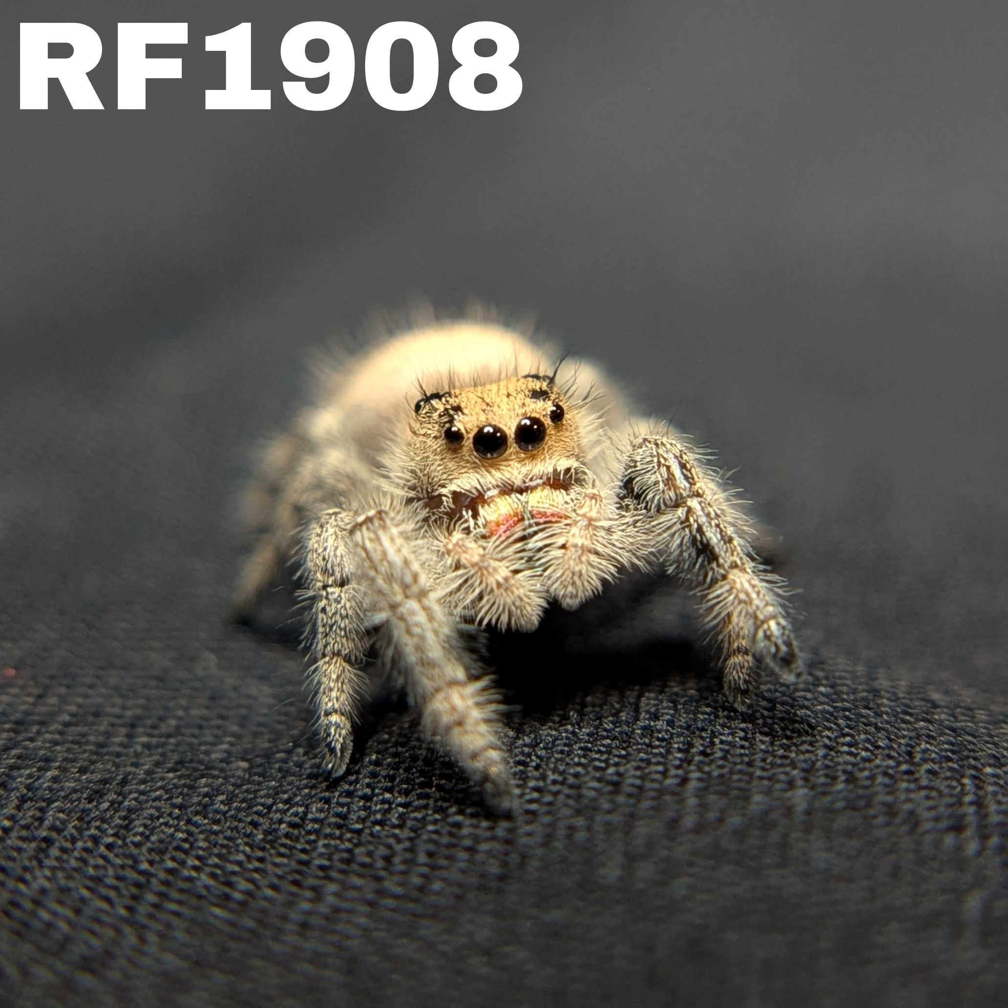 Regal Jumping Spider "Maroon"