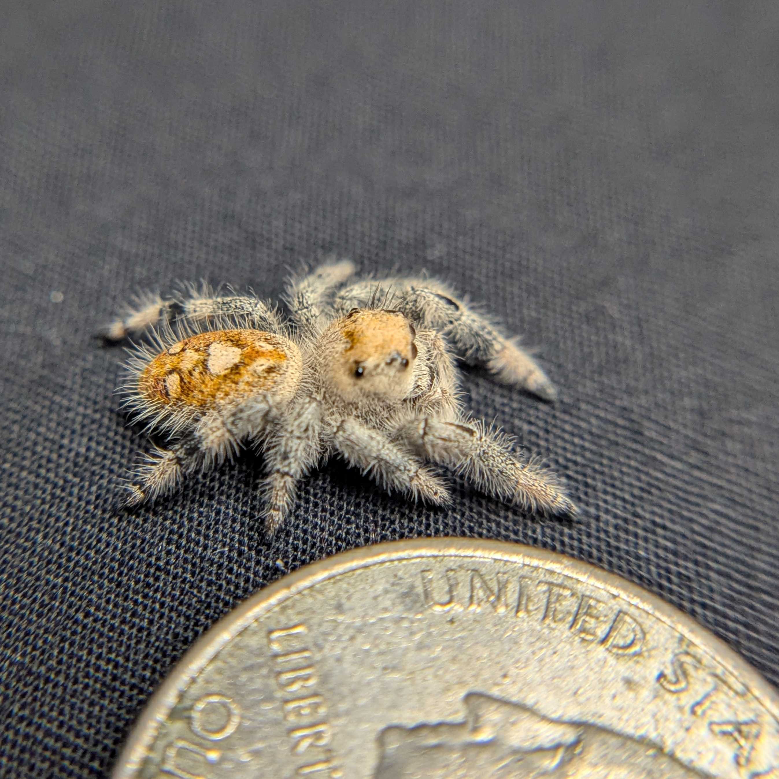 Regal Jumping Spider “Orangesicle”