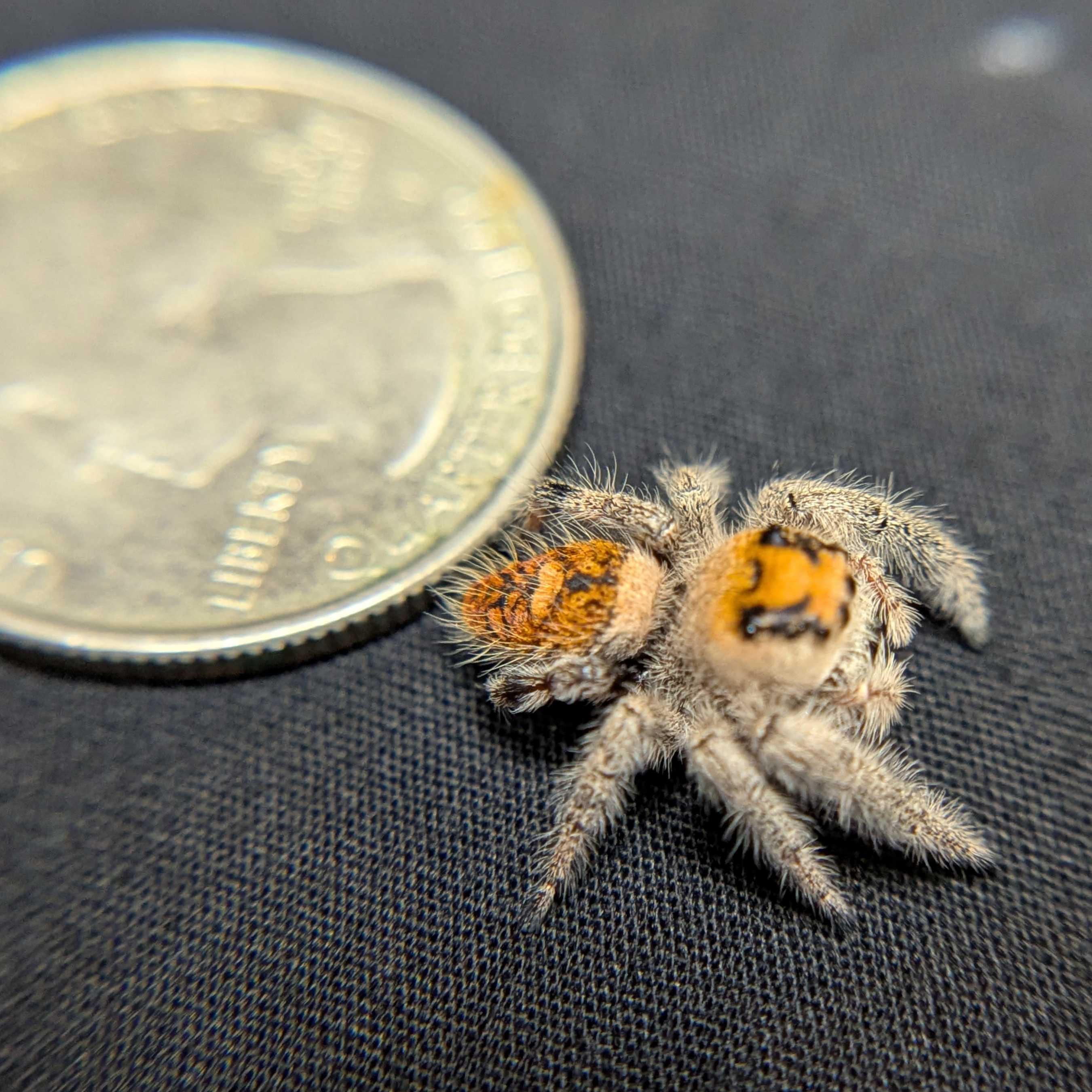 Regal Jumping Spider "Pea"