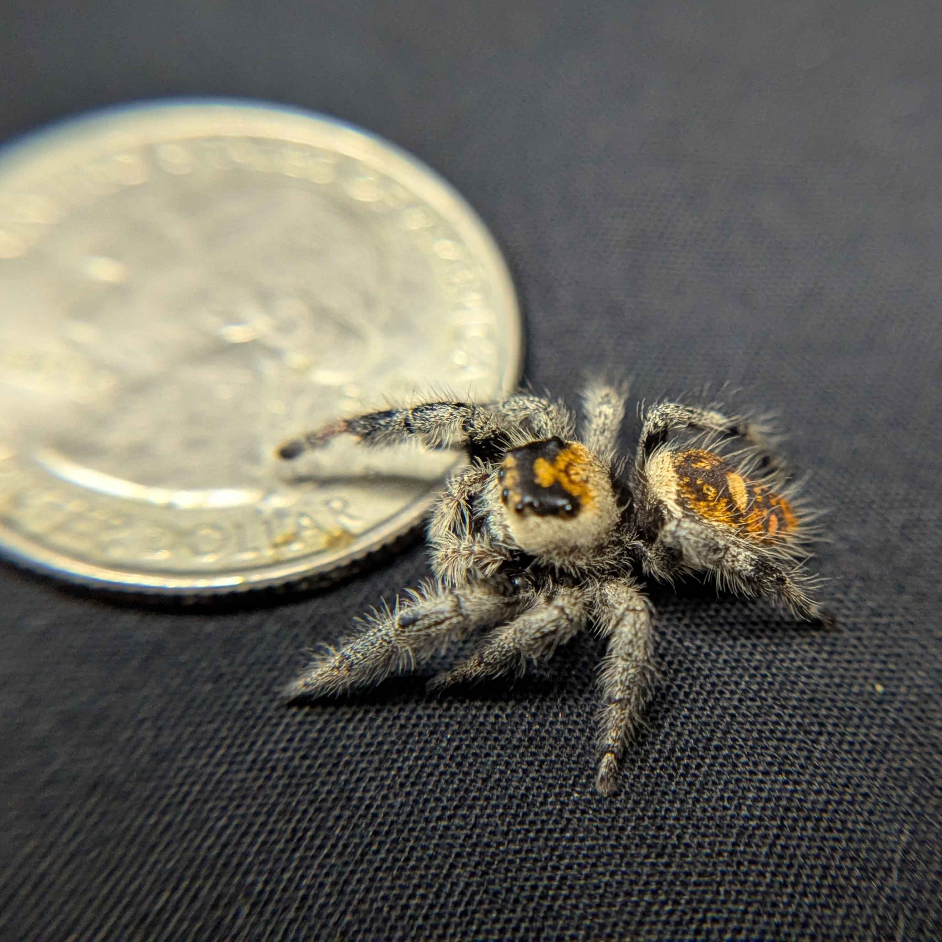 Regal Jumping Spider "Tiger"