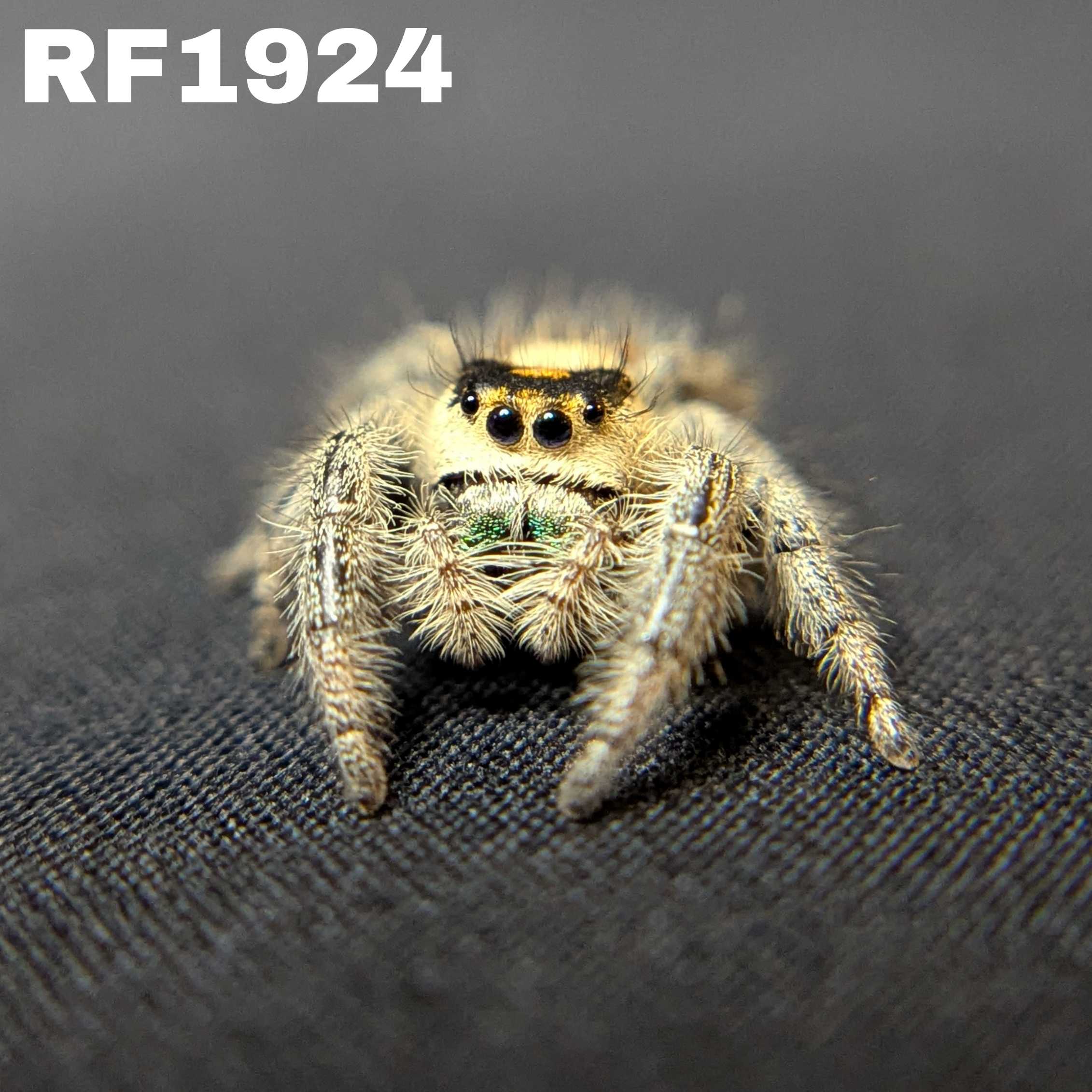 Regal Jumping Spider "Tiger"
